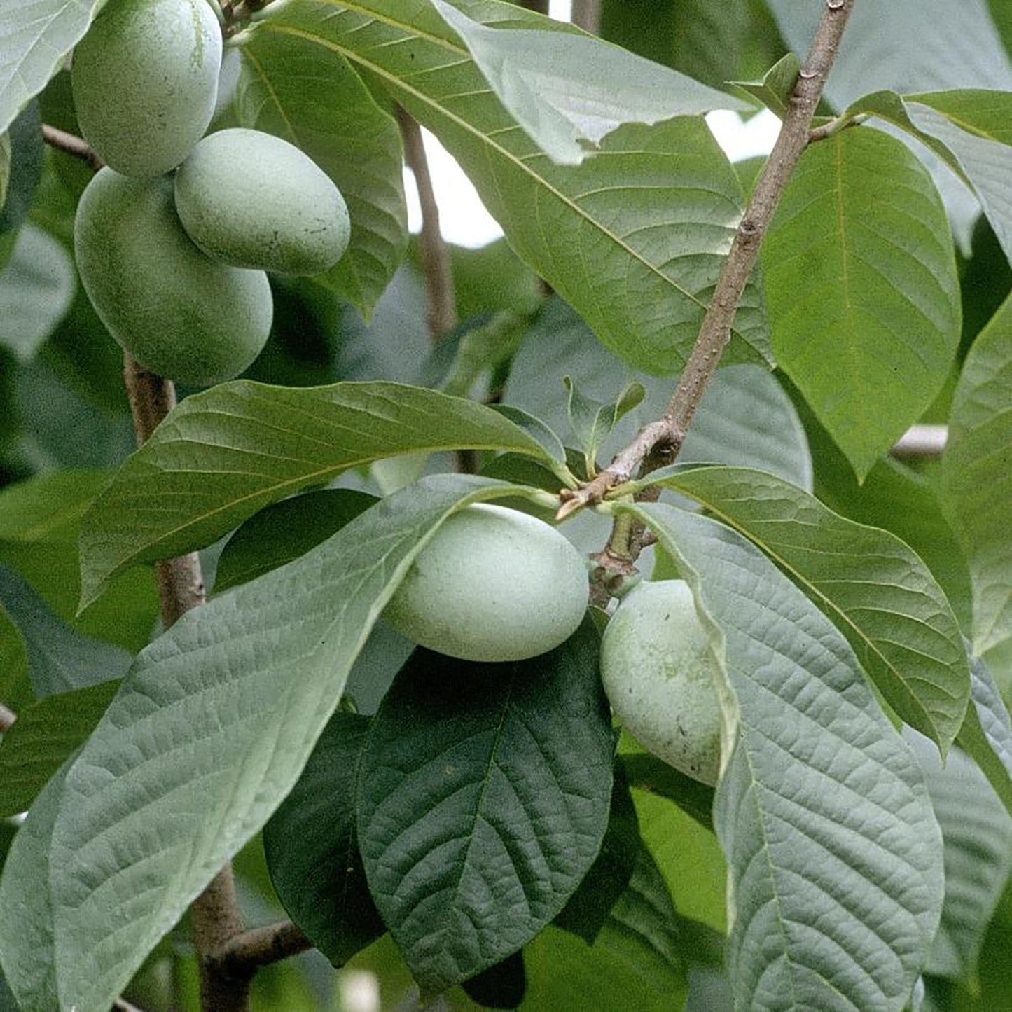 PawPaw Tree