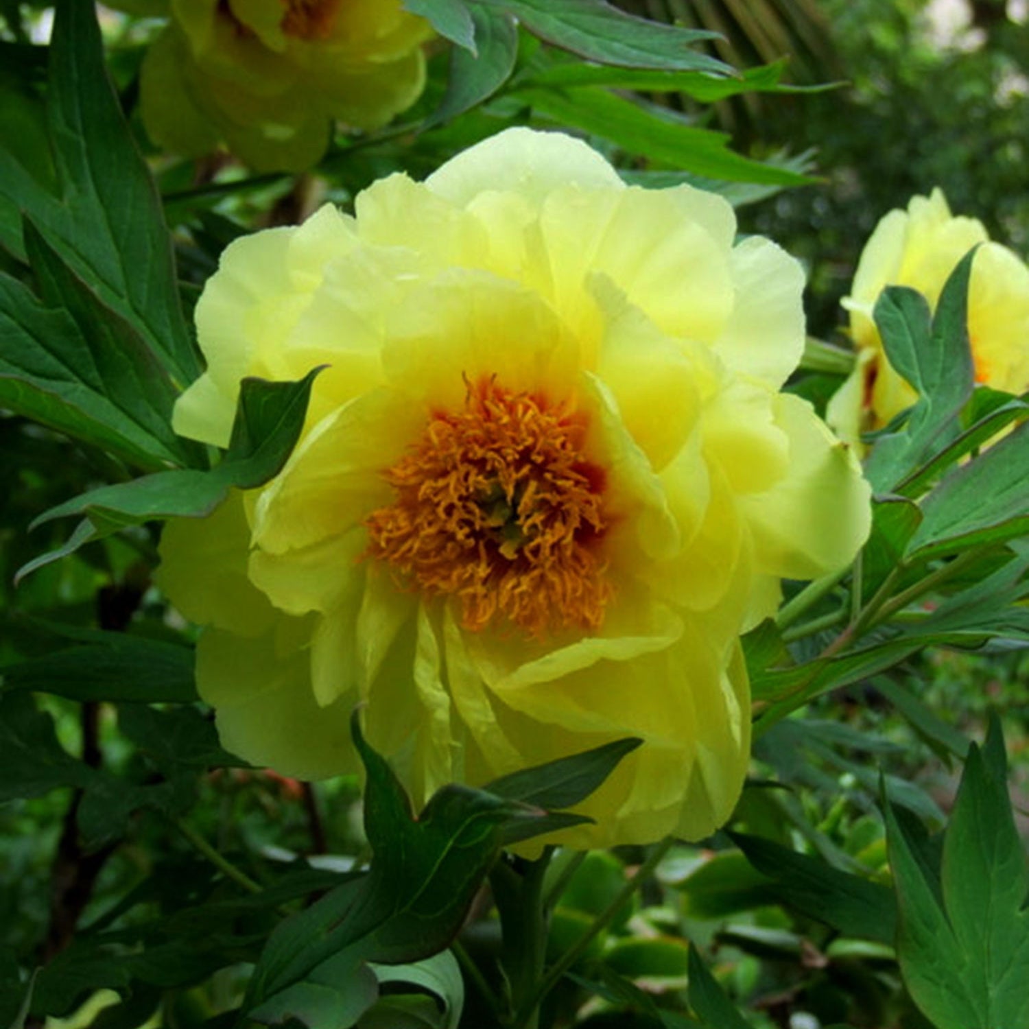 High Noon Tree Peony