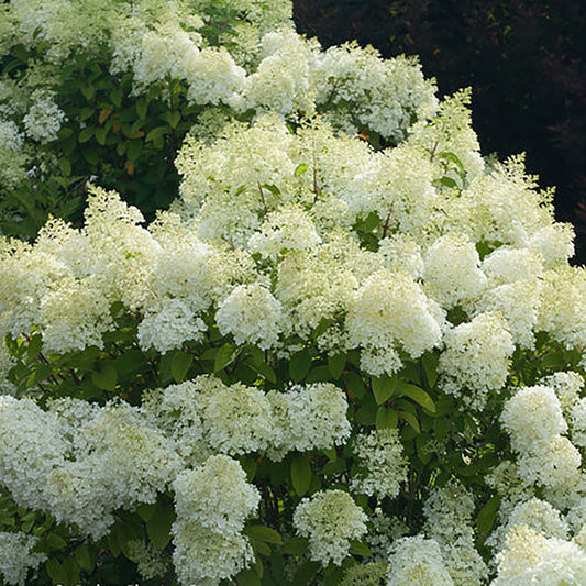 Bobo® Hydrangea