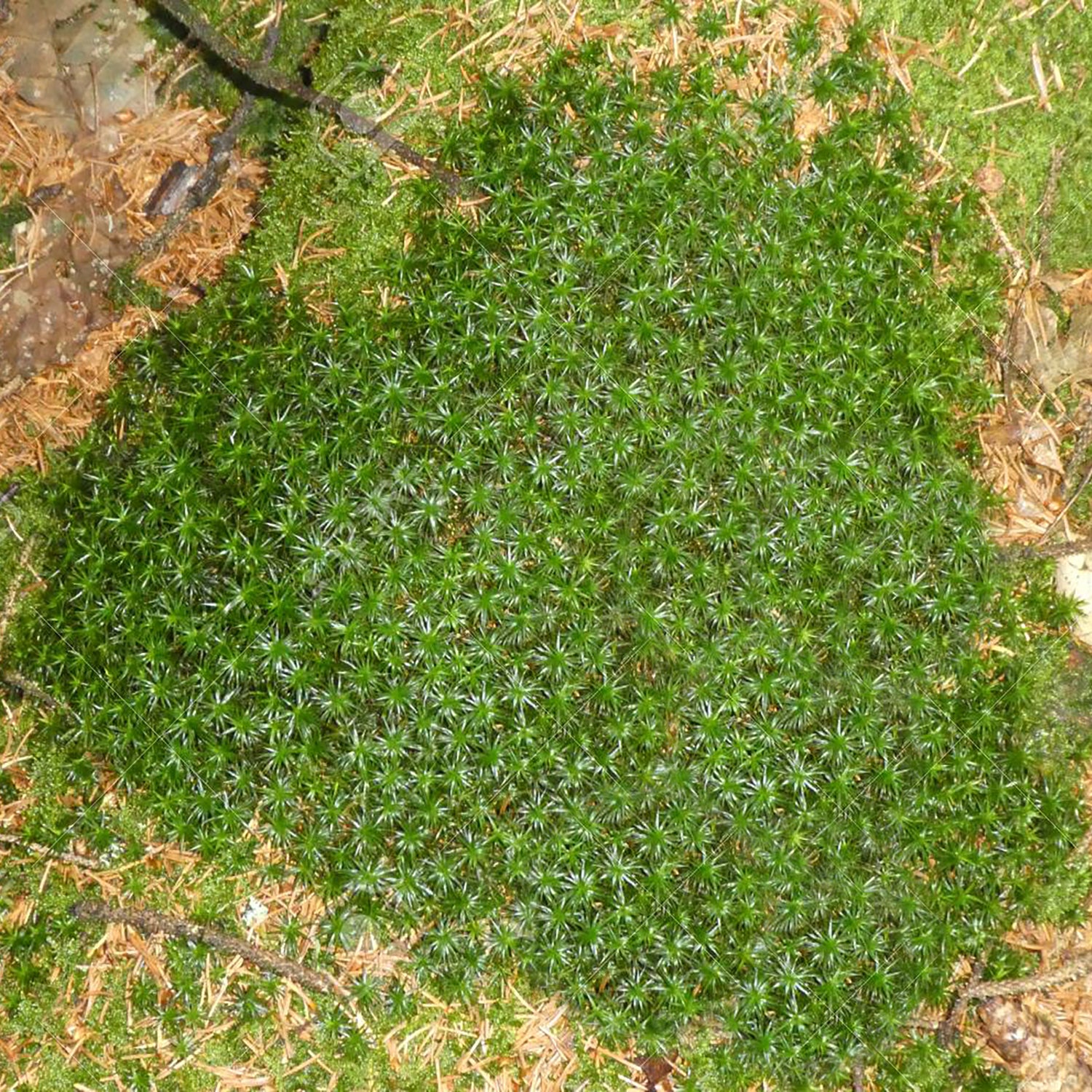 Irish Moss