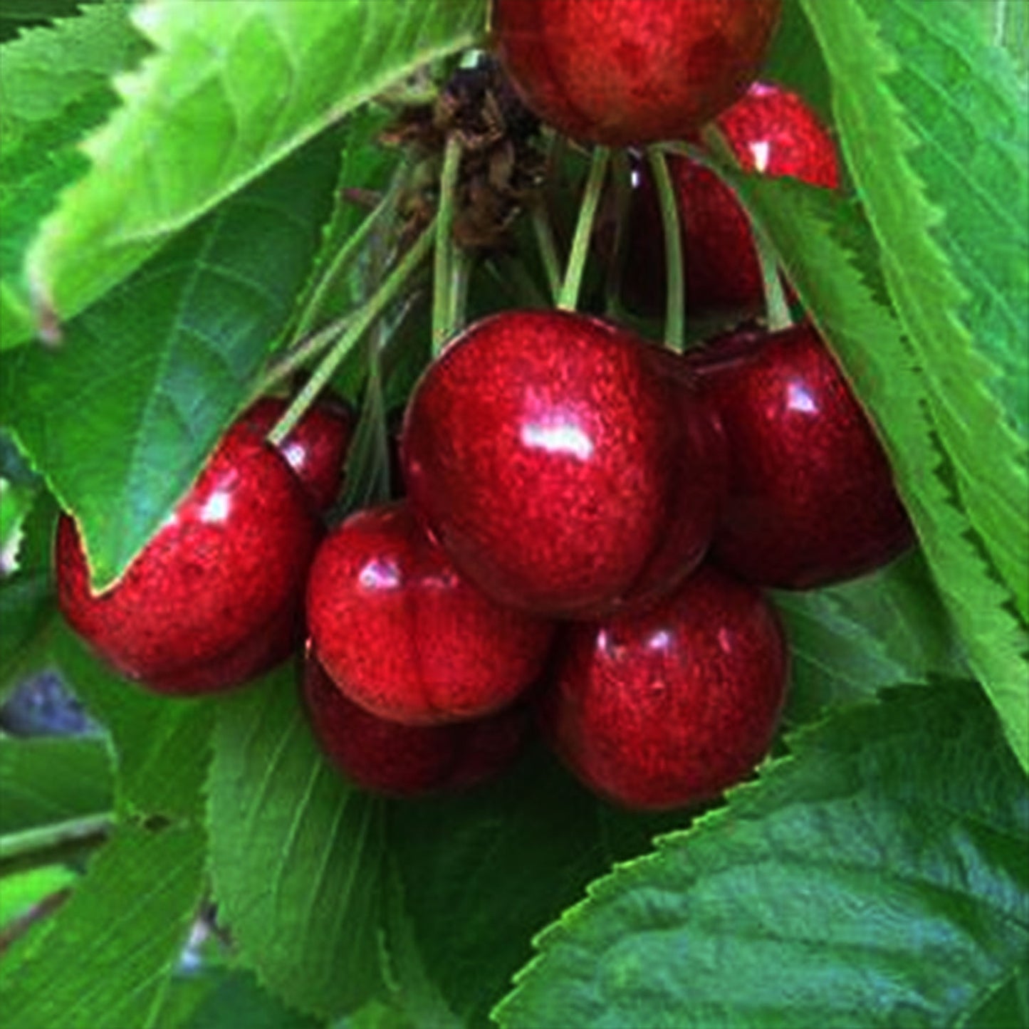 Sweetheart Cherry Tree