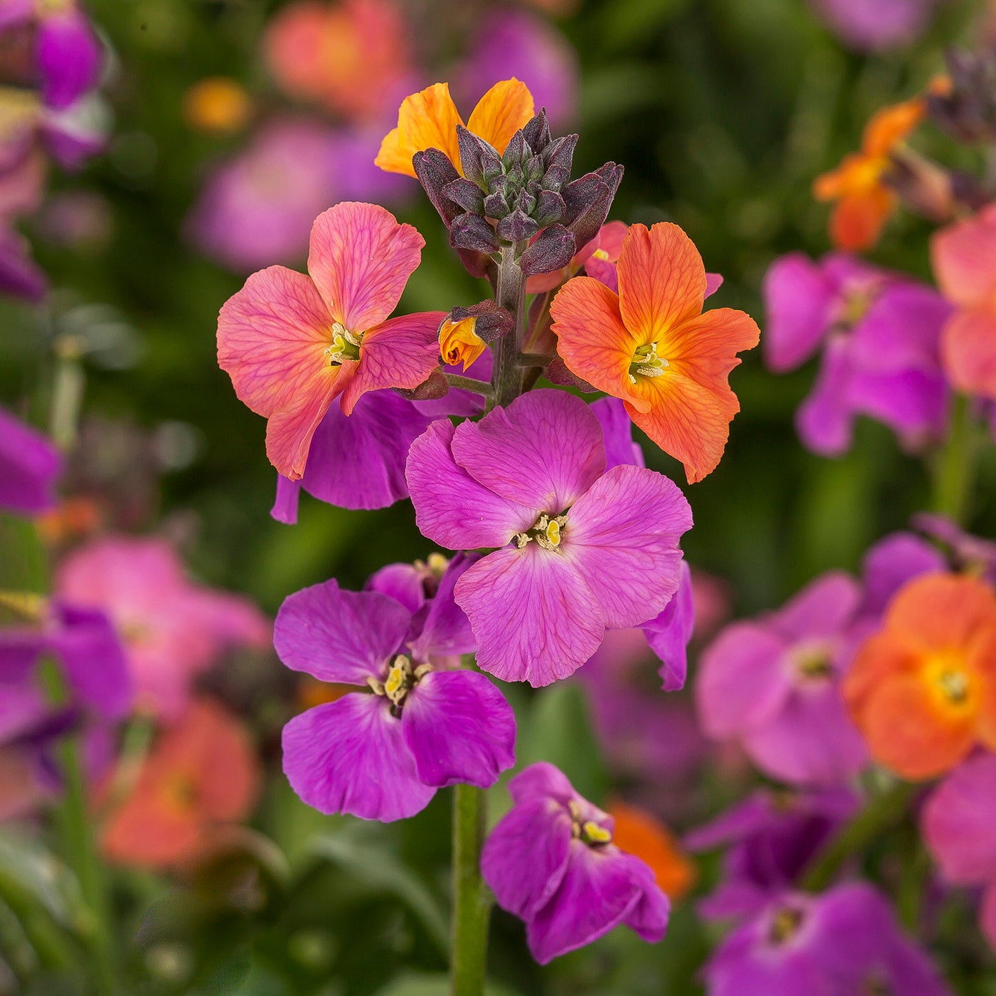 Magenta Wallflower