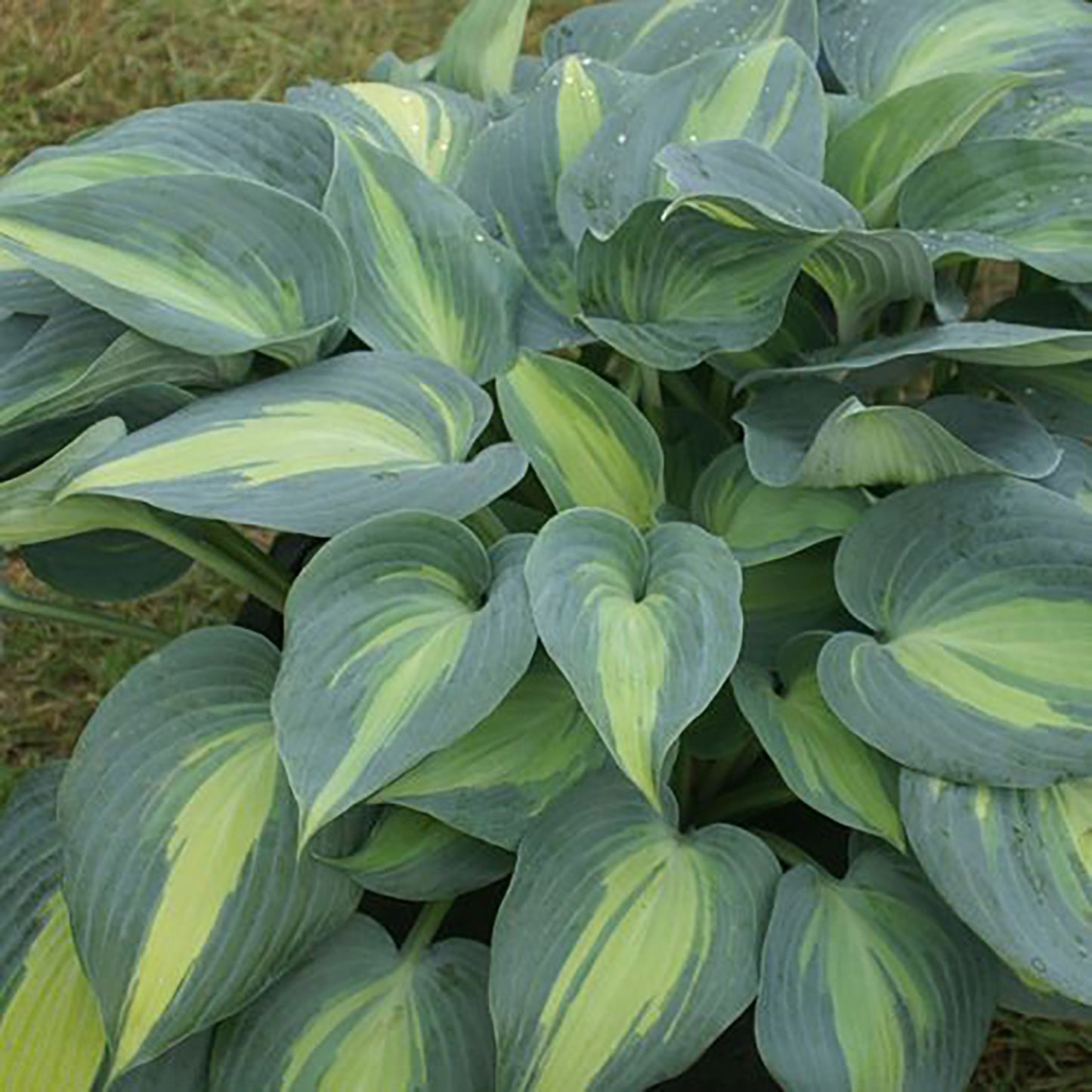 Catherine Plantain Lily