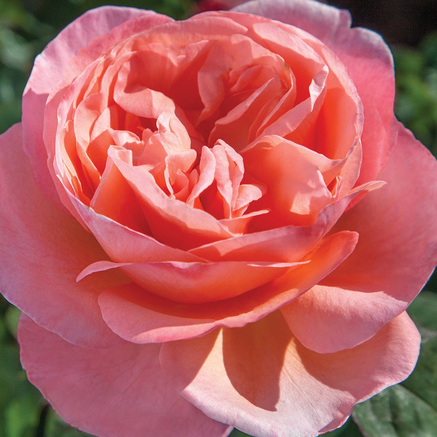 Sweet Mademoiselle Hybrid T Rose