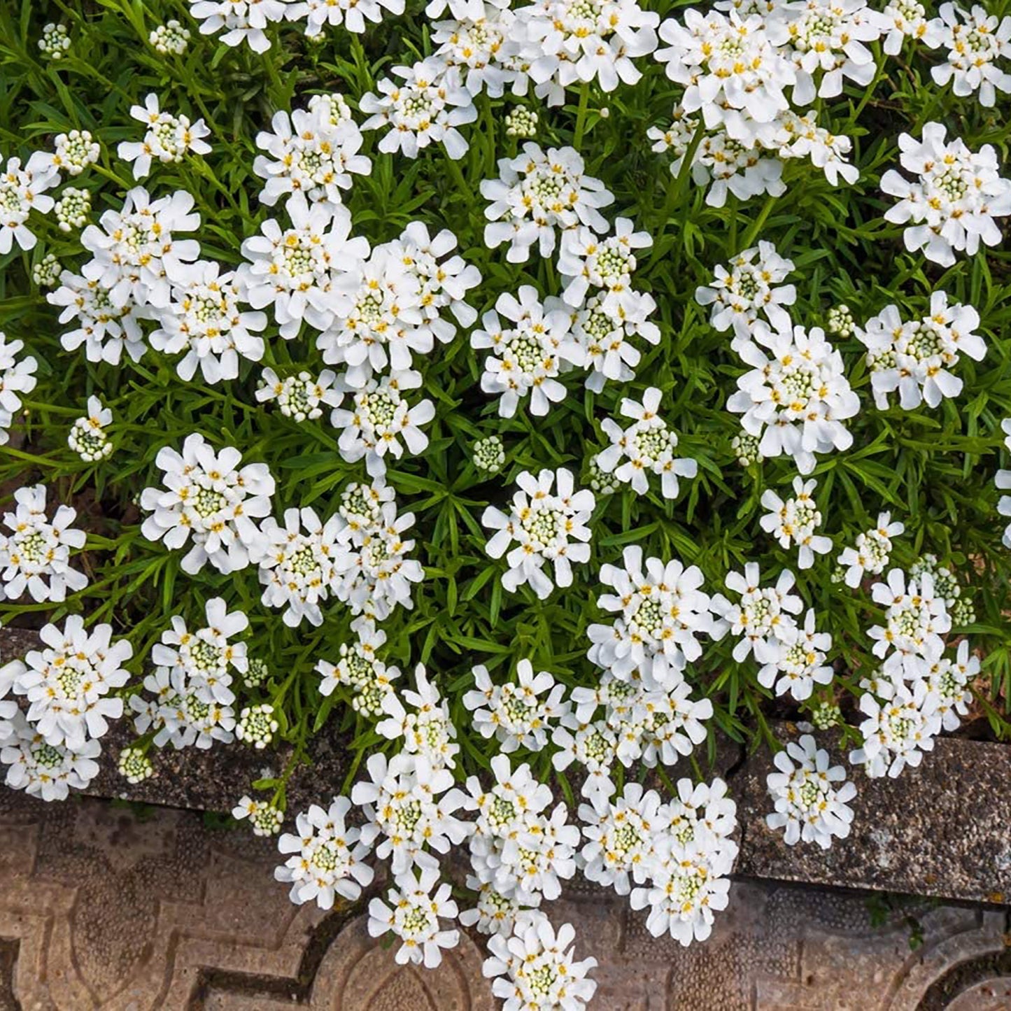 Whiteout Candytuft