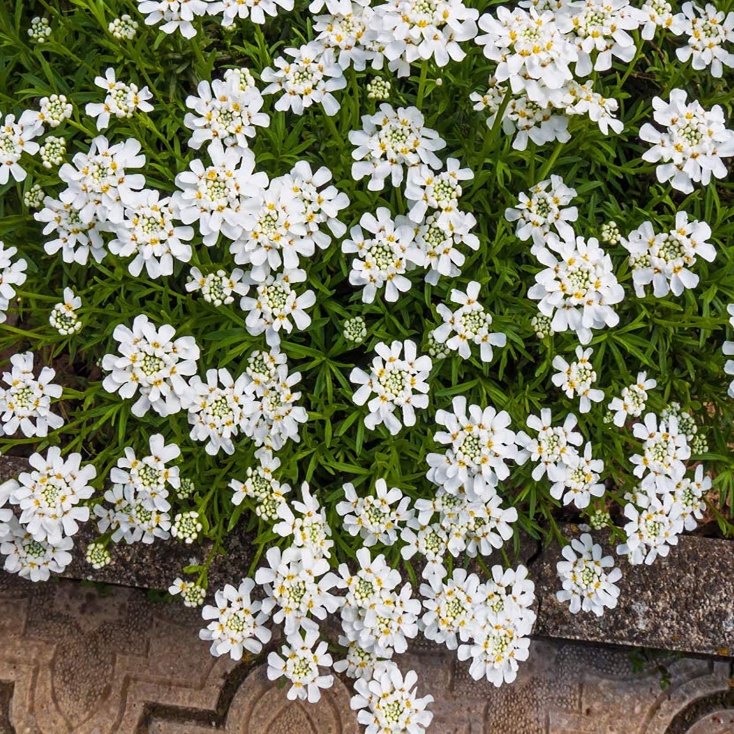 Whiteout Candytuft