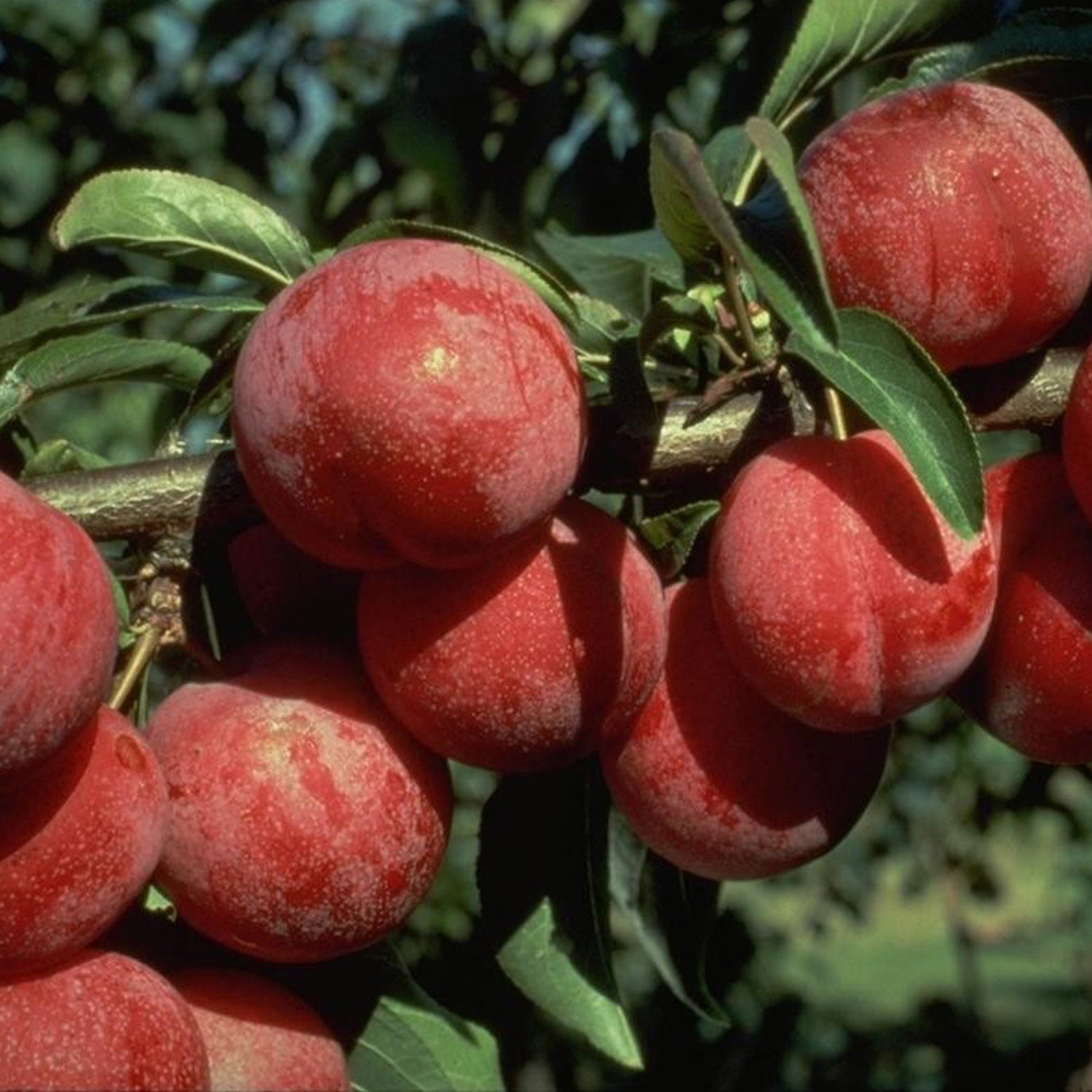 Satsuma Japanese Plum Tree
