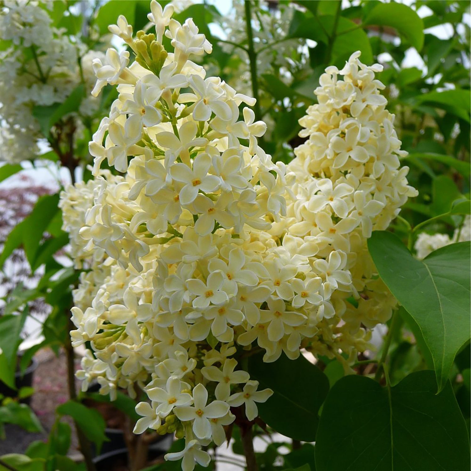 Primrose French Hybrid Lilac