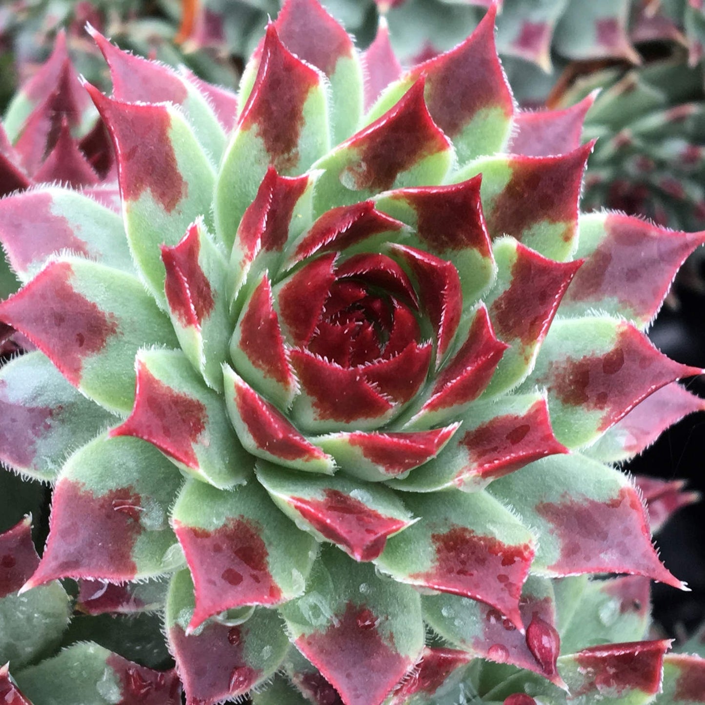 Mint Marvel™ Hens and Chicks