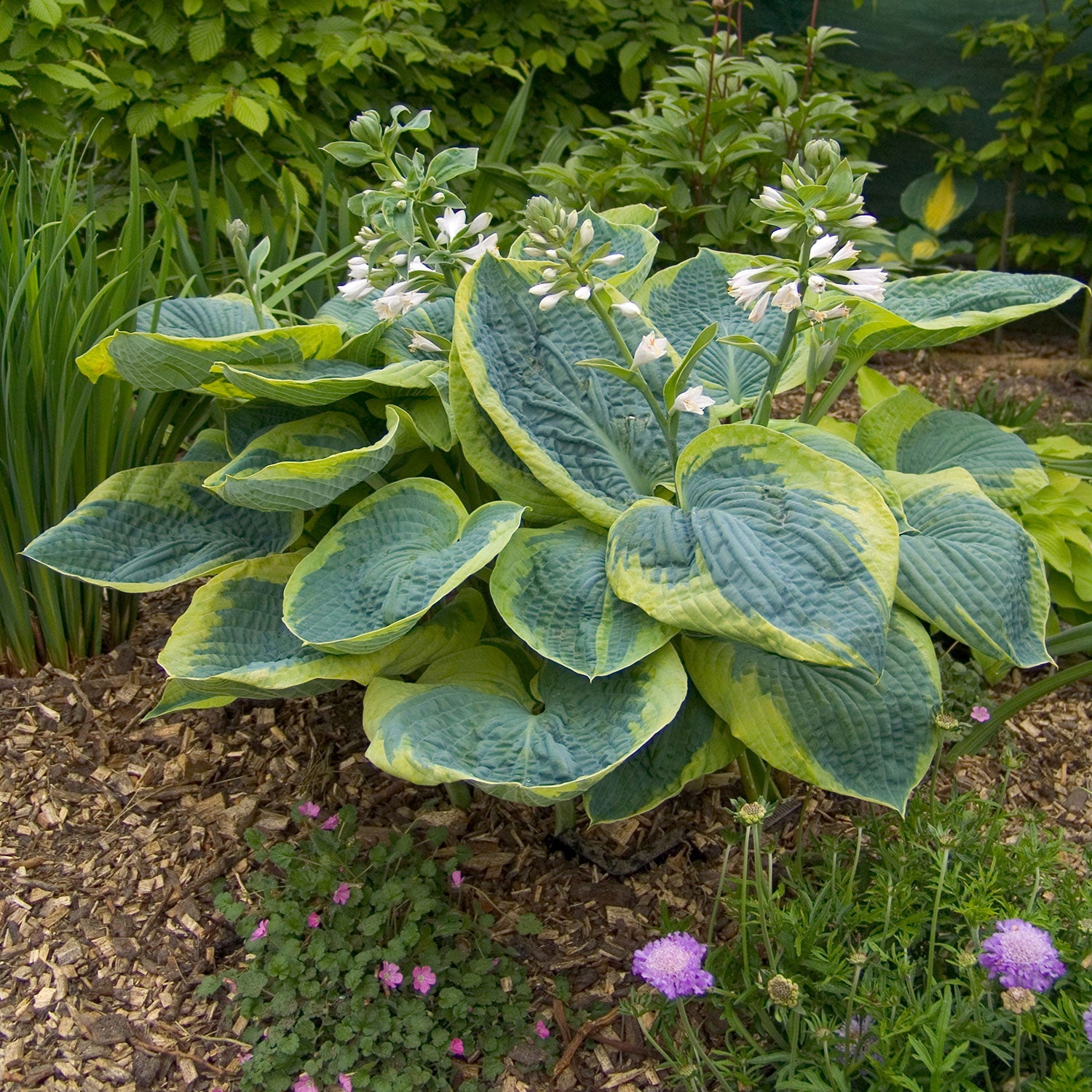 Frances Williams Plantain Lily