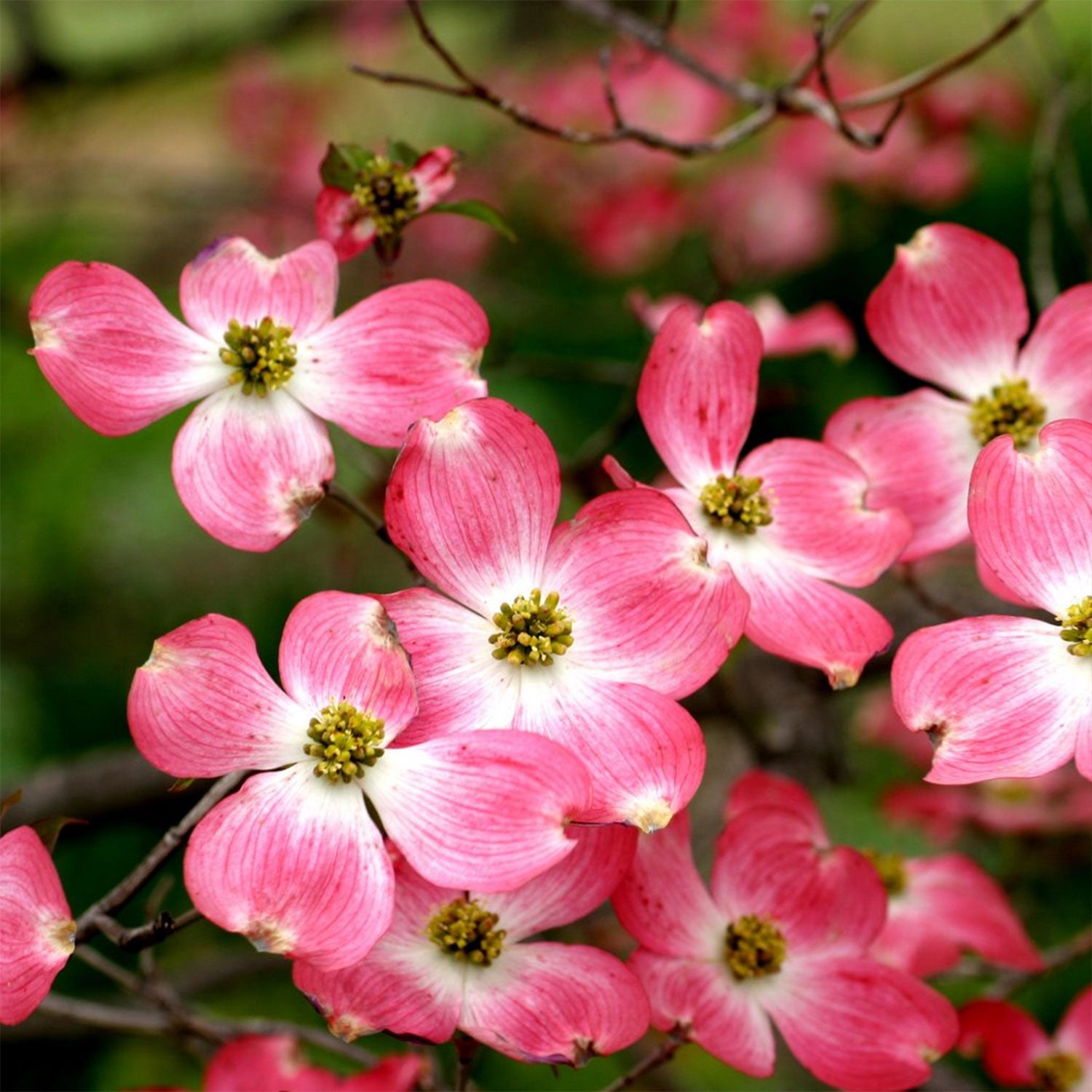 Red Flowering Dogwood