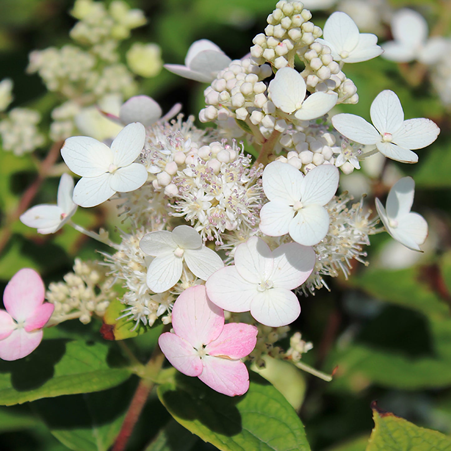 Pink Diamond Tree Hydrangea