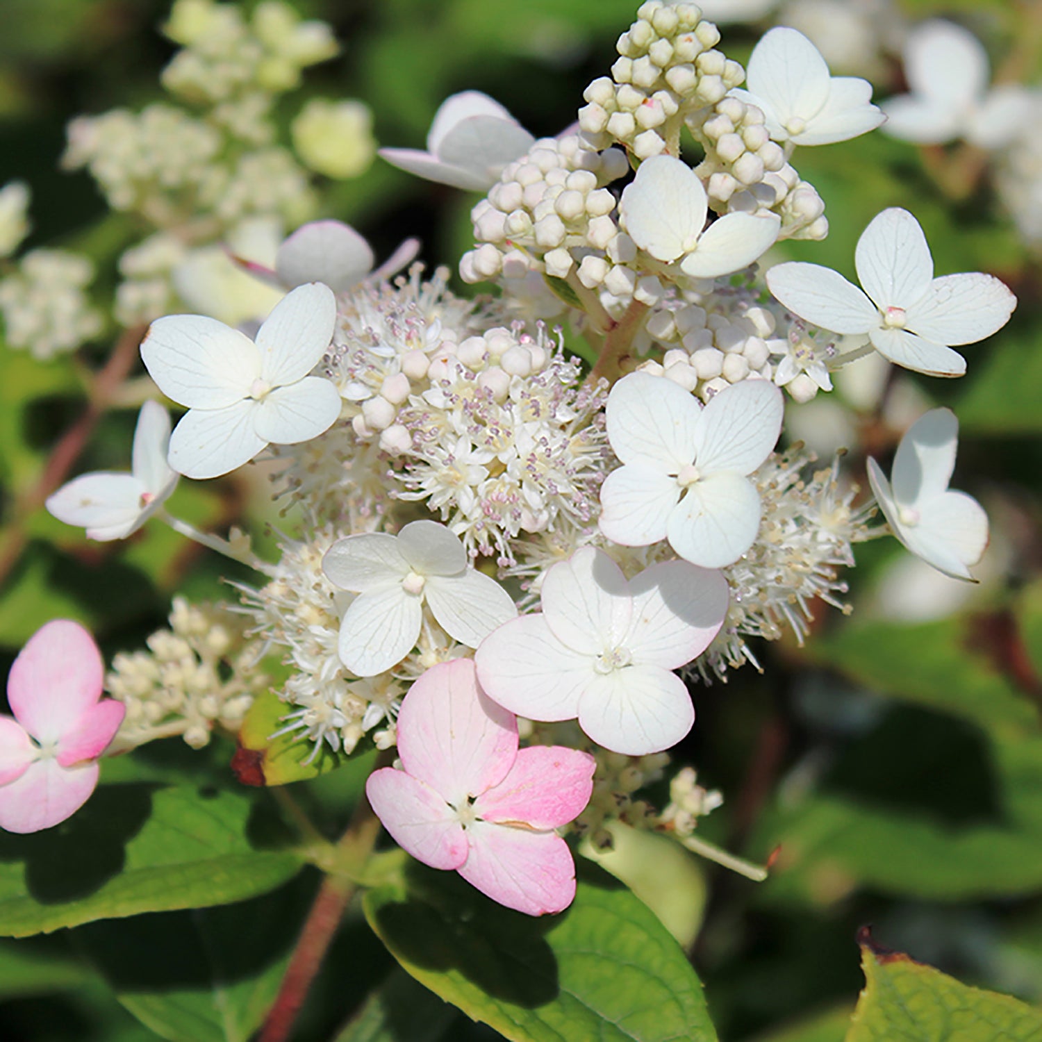 Pink Diamond Tree Hydrangea