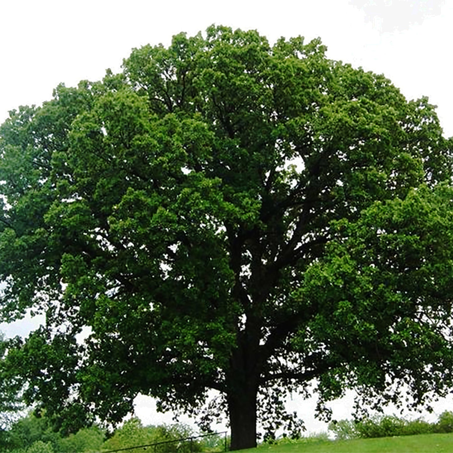 Bur Oak