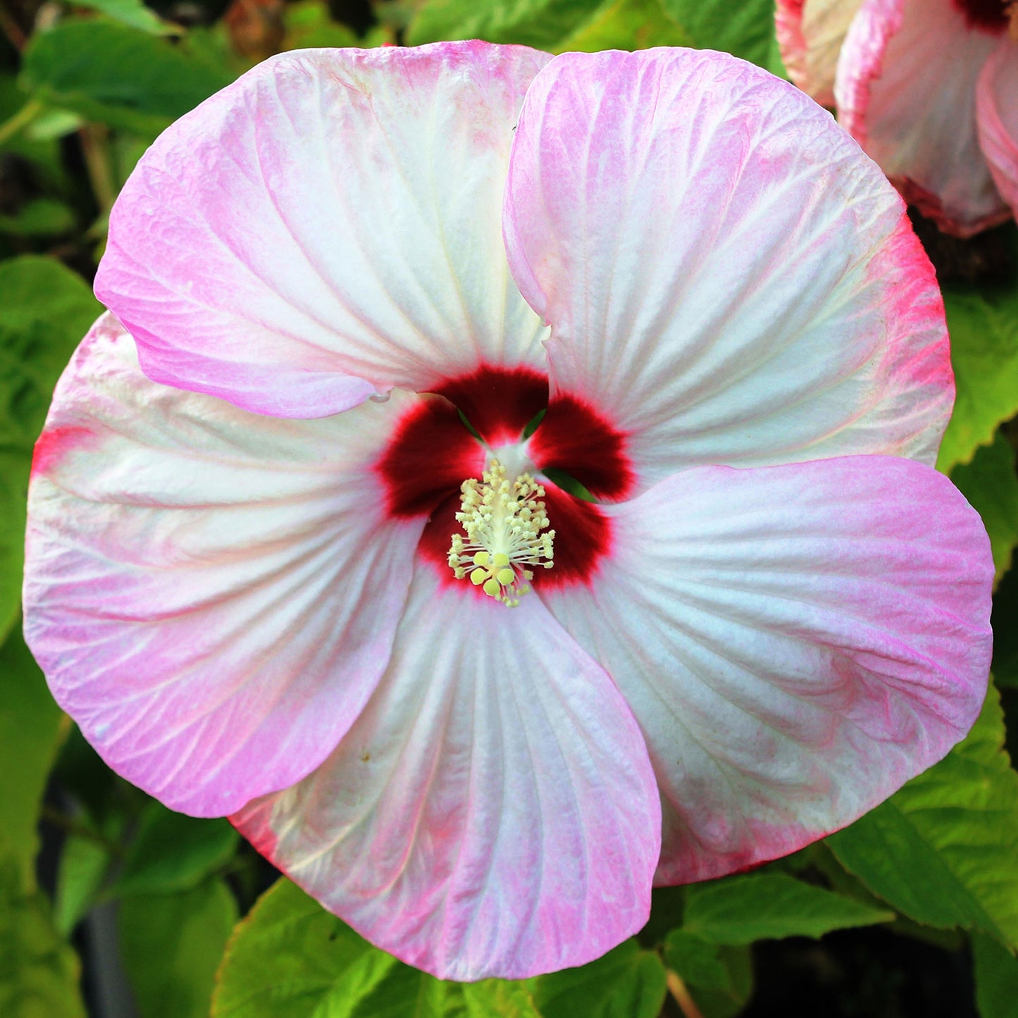 Luna Pink Swirl rose Mallow