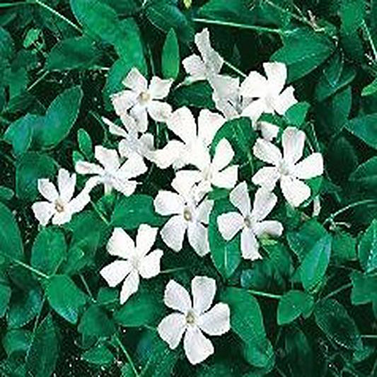 White Periwinkle