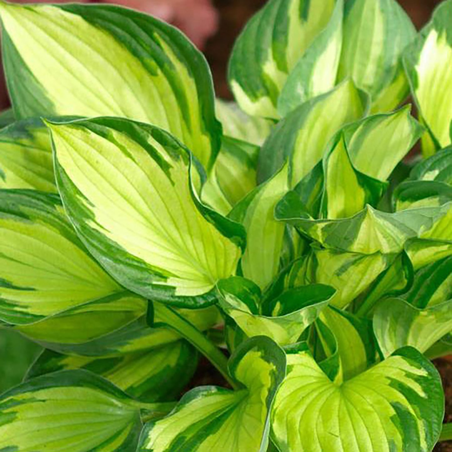 Colored Hulk Plantain Lily