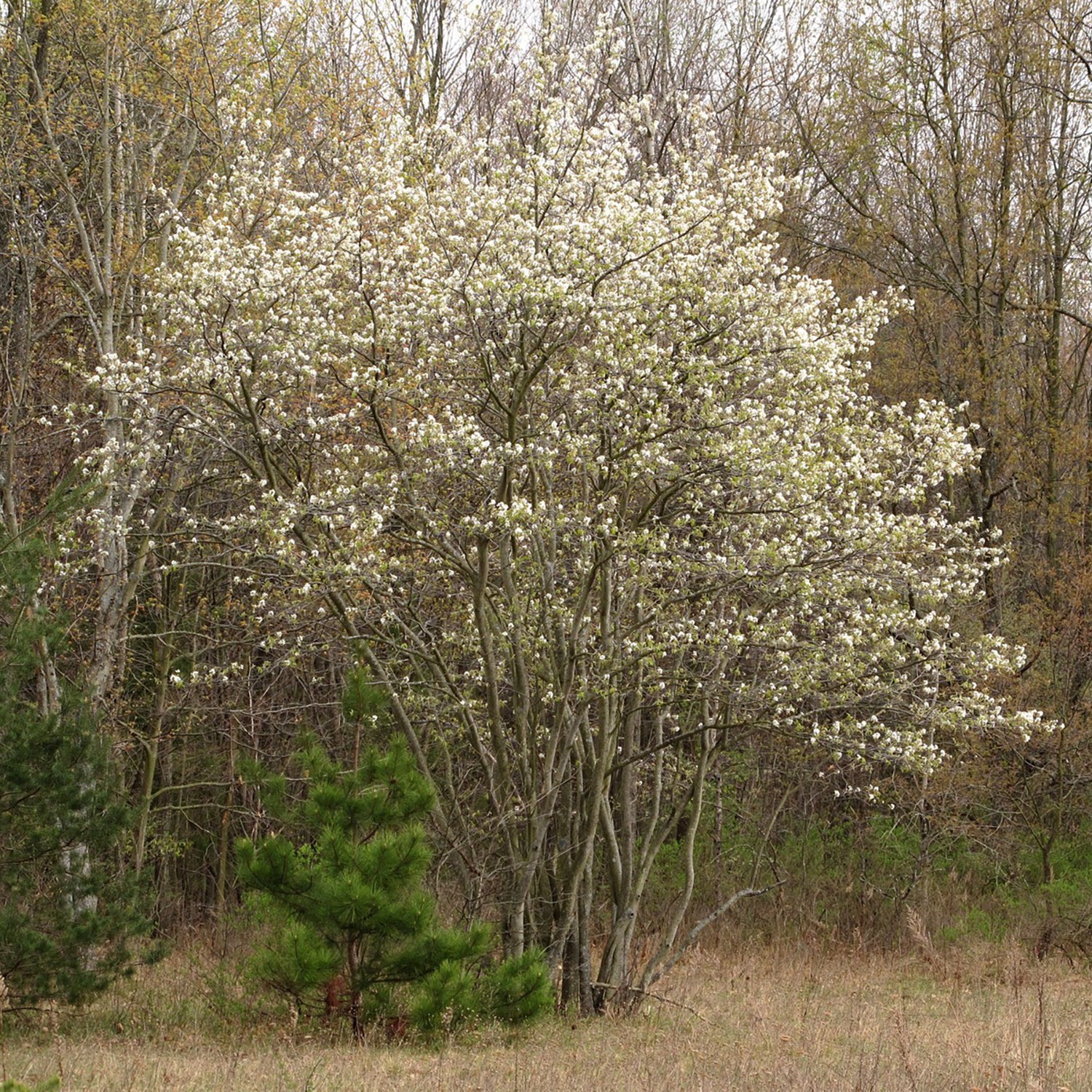 Downy Serviceberry