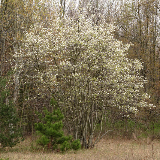 Downy Serviceberry