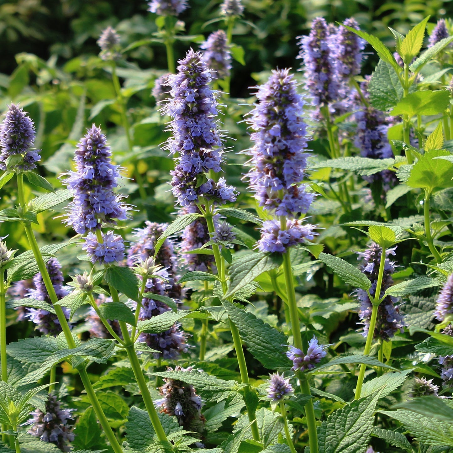 Blue Fortune Giant Hyssop