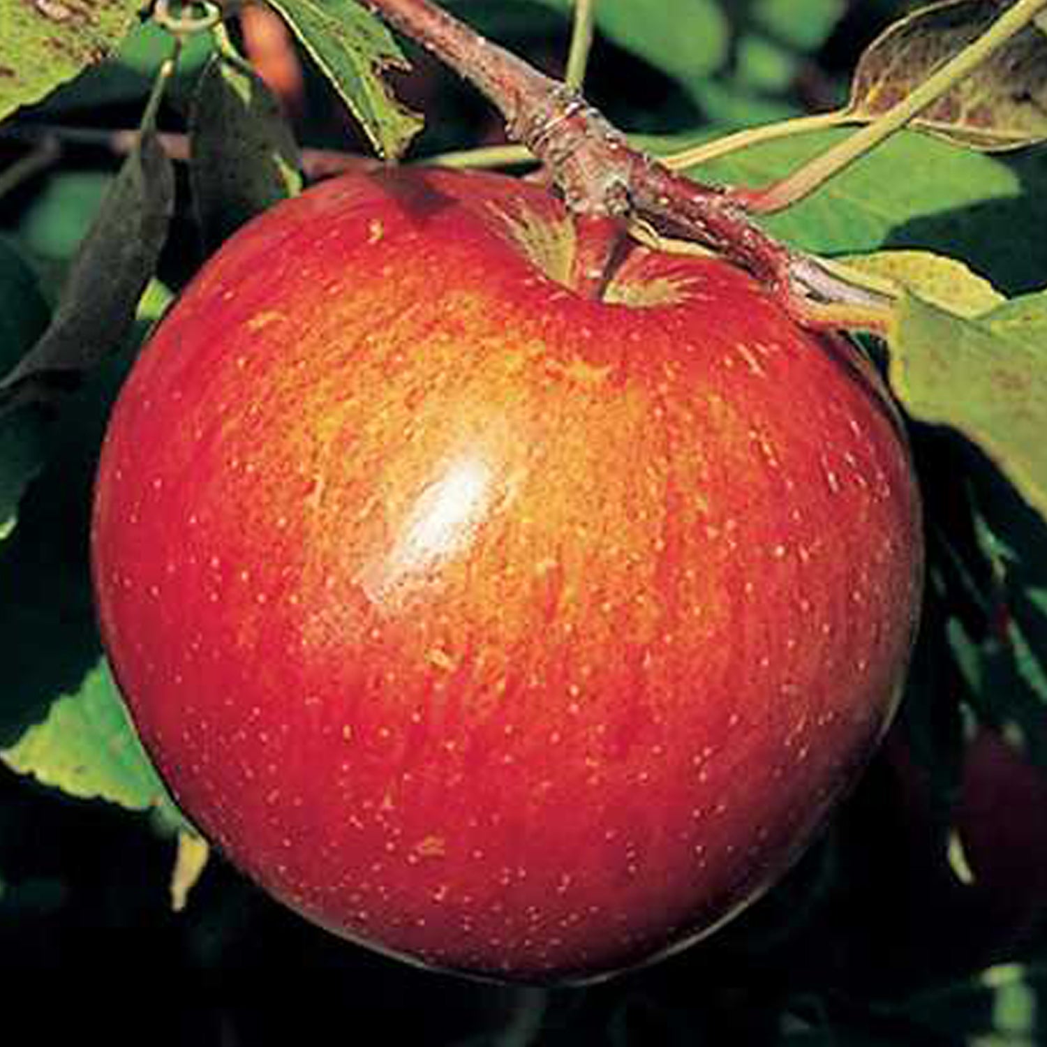 Haralson Apple Tree