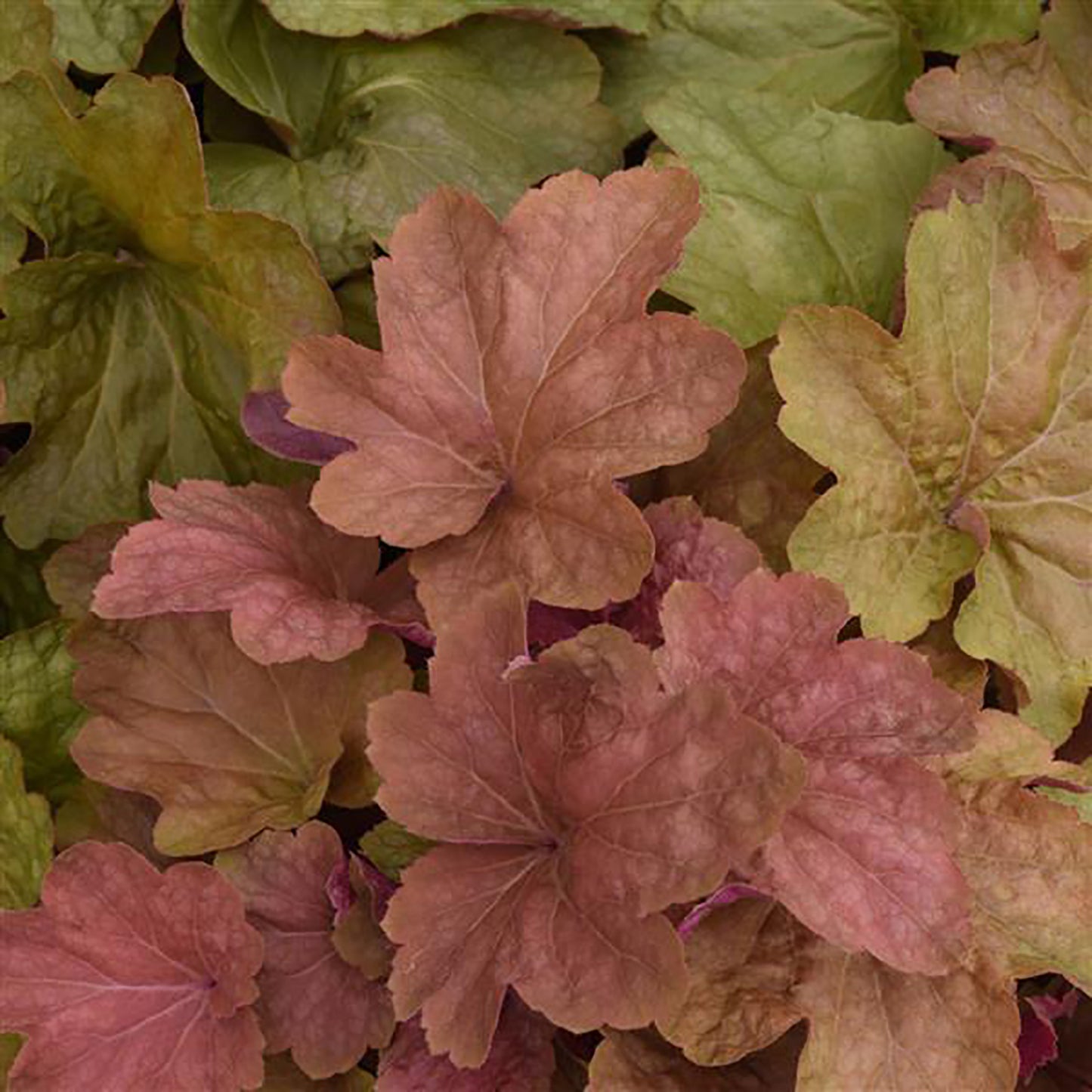 Big Top Caramel Apple Coral Bells