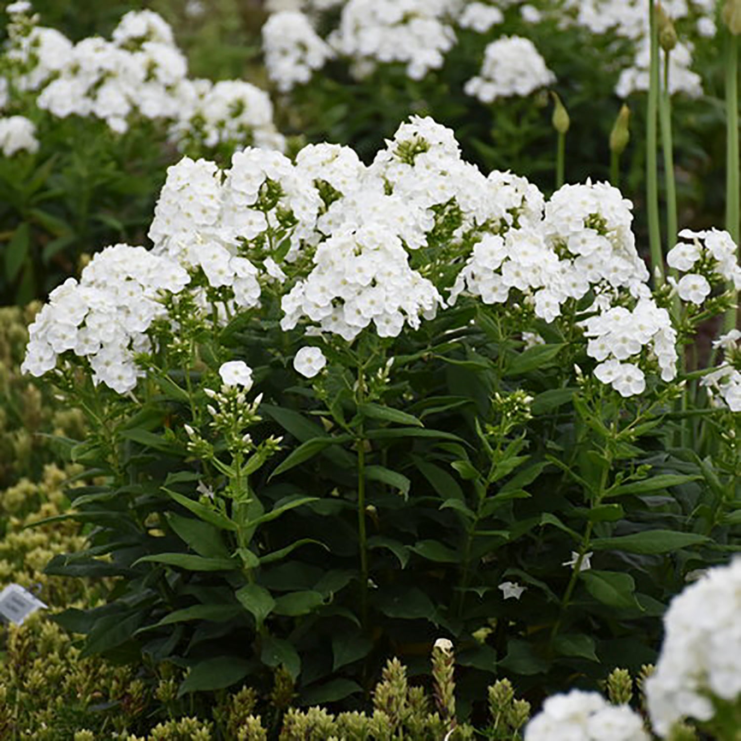 Backlight Tall Garden Phlox