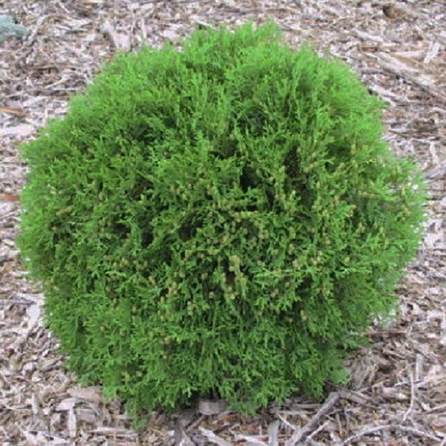 Hetz Midget Cedar