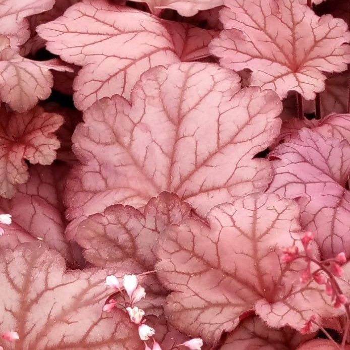 Raspberry Sea Coral Bells