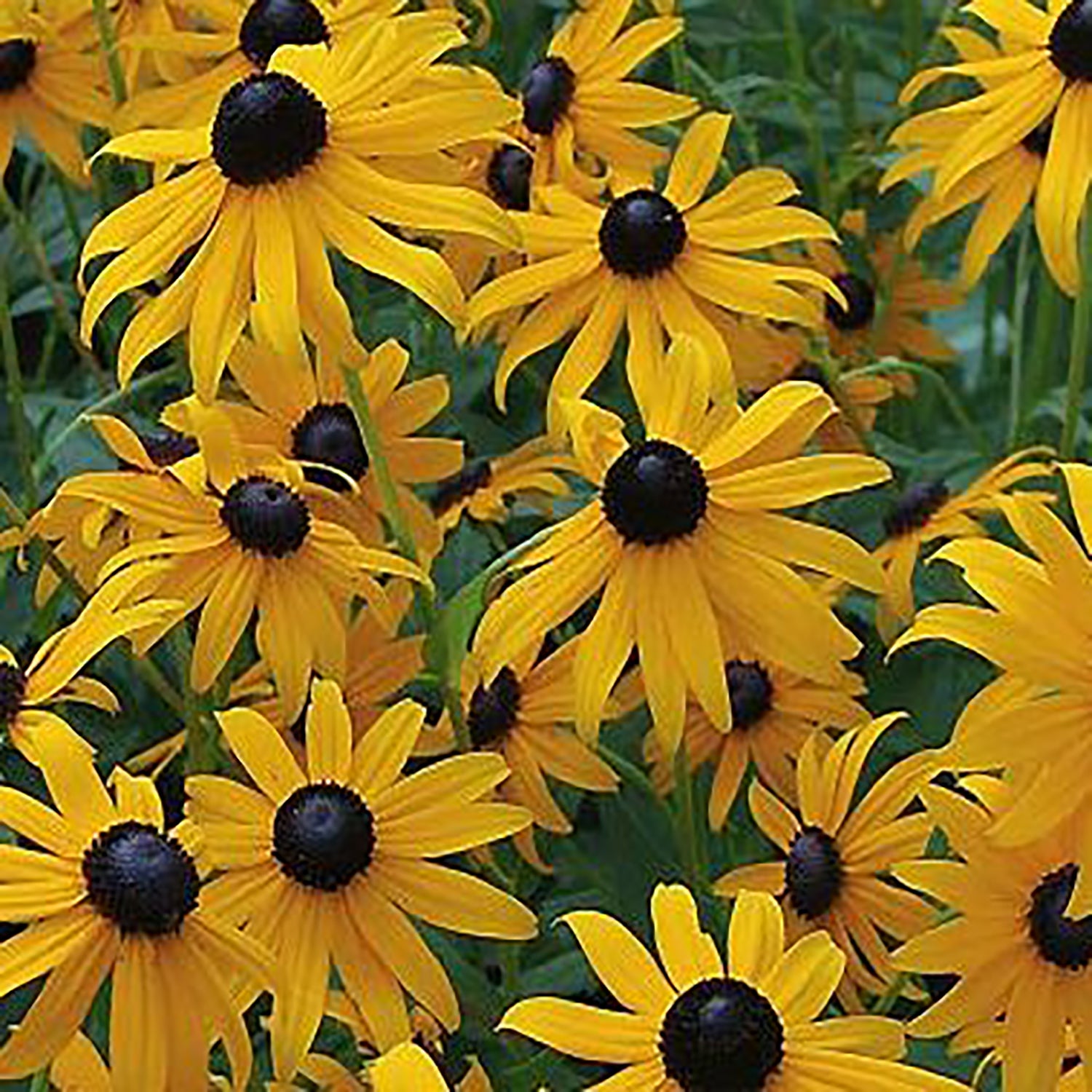 Goldsturm Daisy