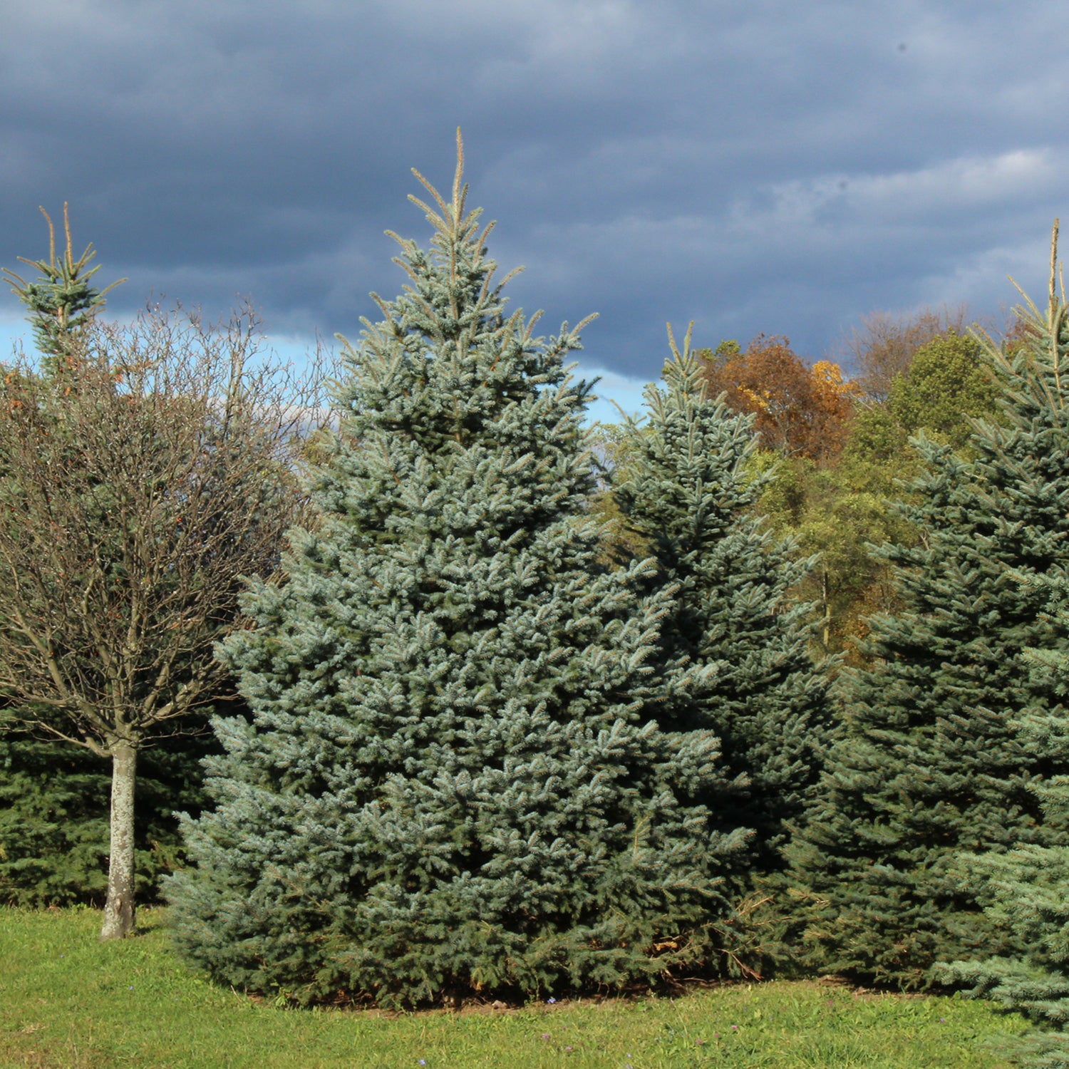 Baby Blue® Spruce