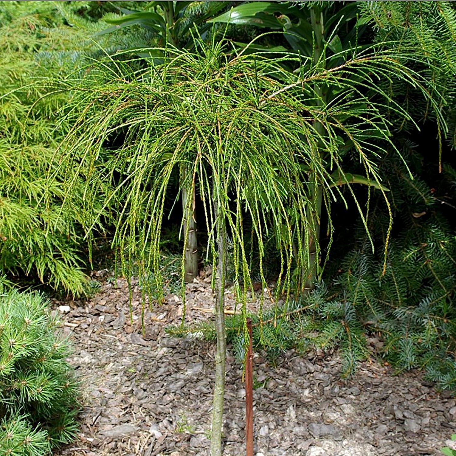 Whipcord Western Red Cedar