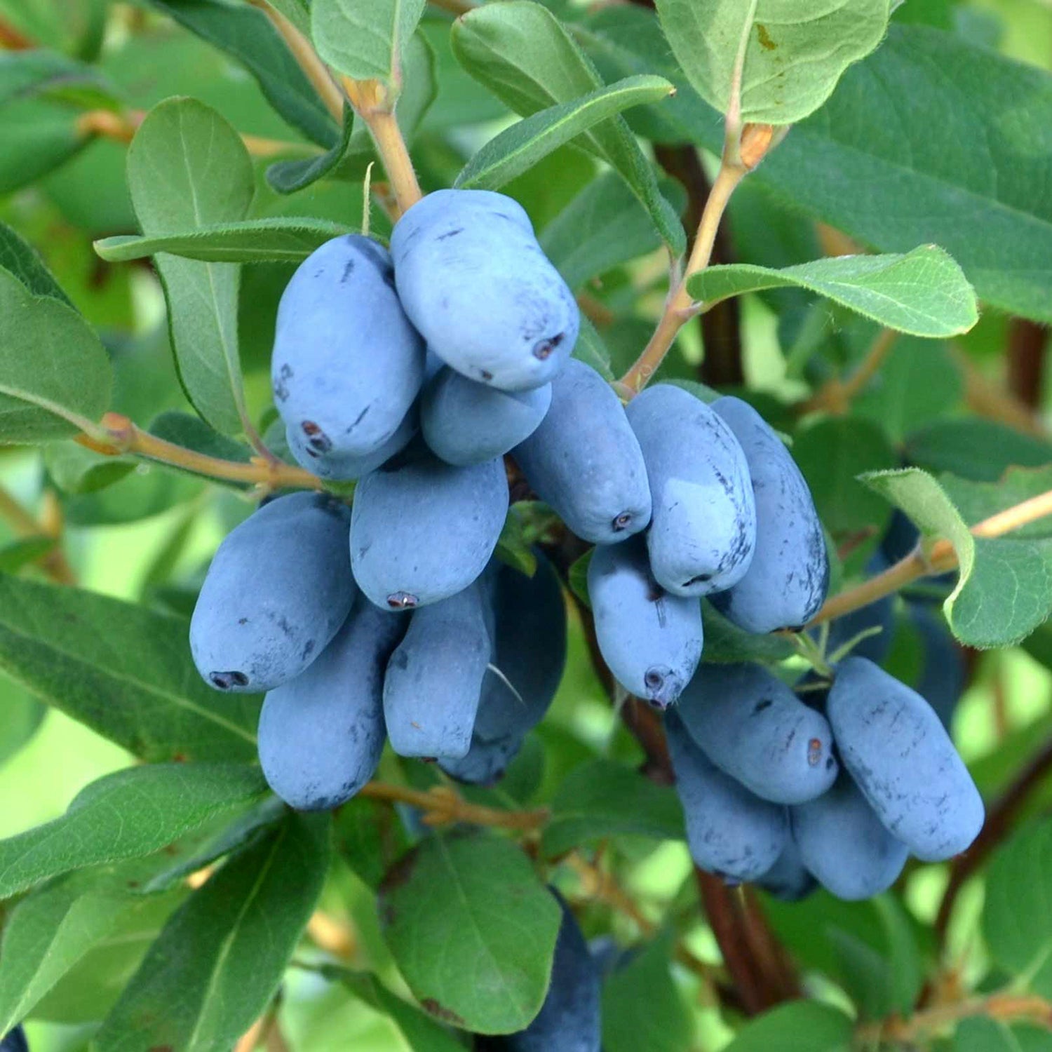 Kawaii Honeyberry