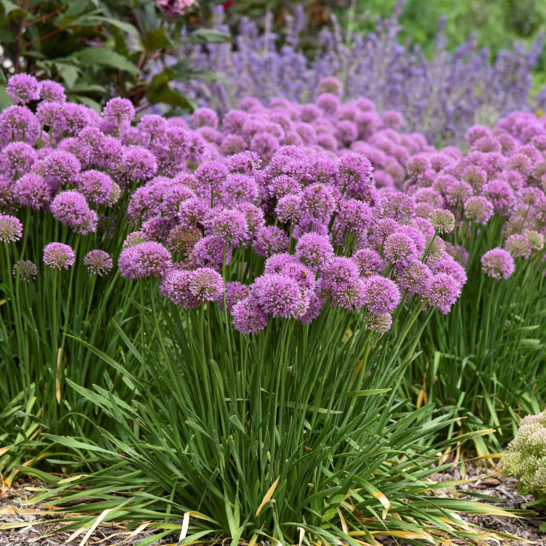 Serendipity Ornamental Onion