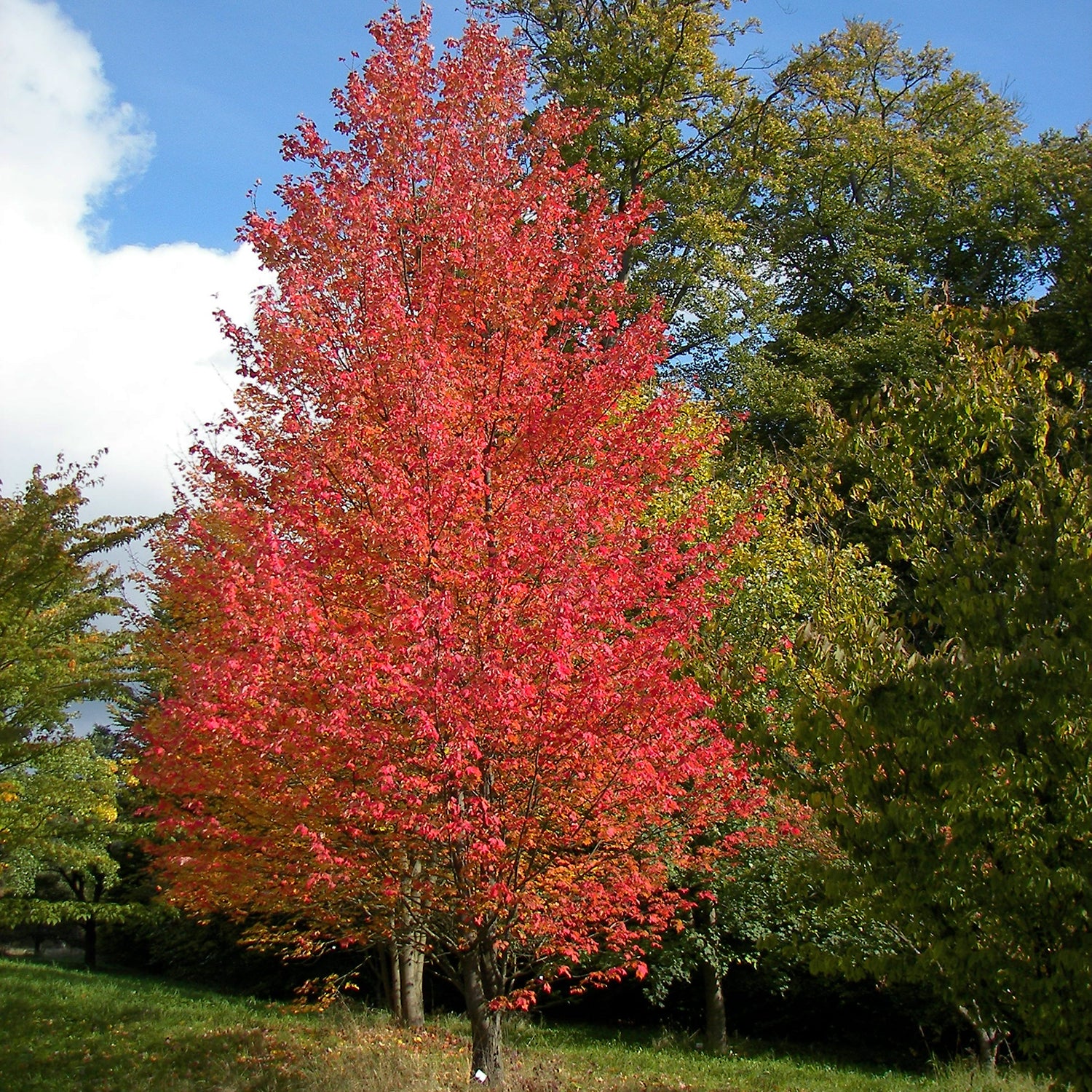 Armstrong Maple