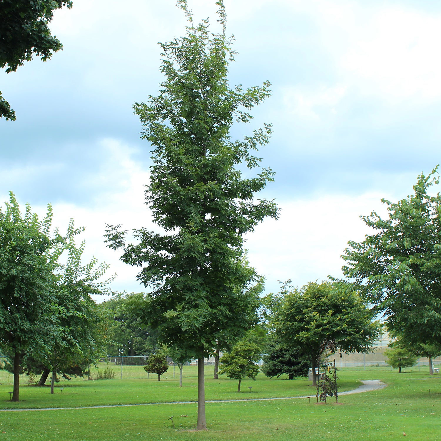 Bitternut Hickory