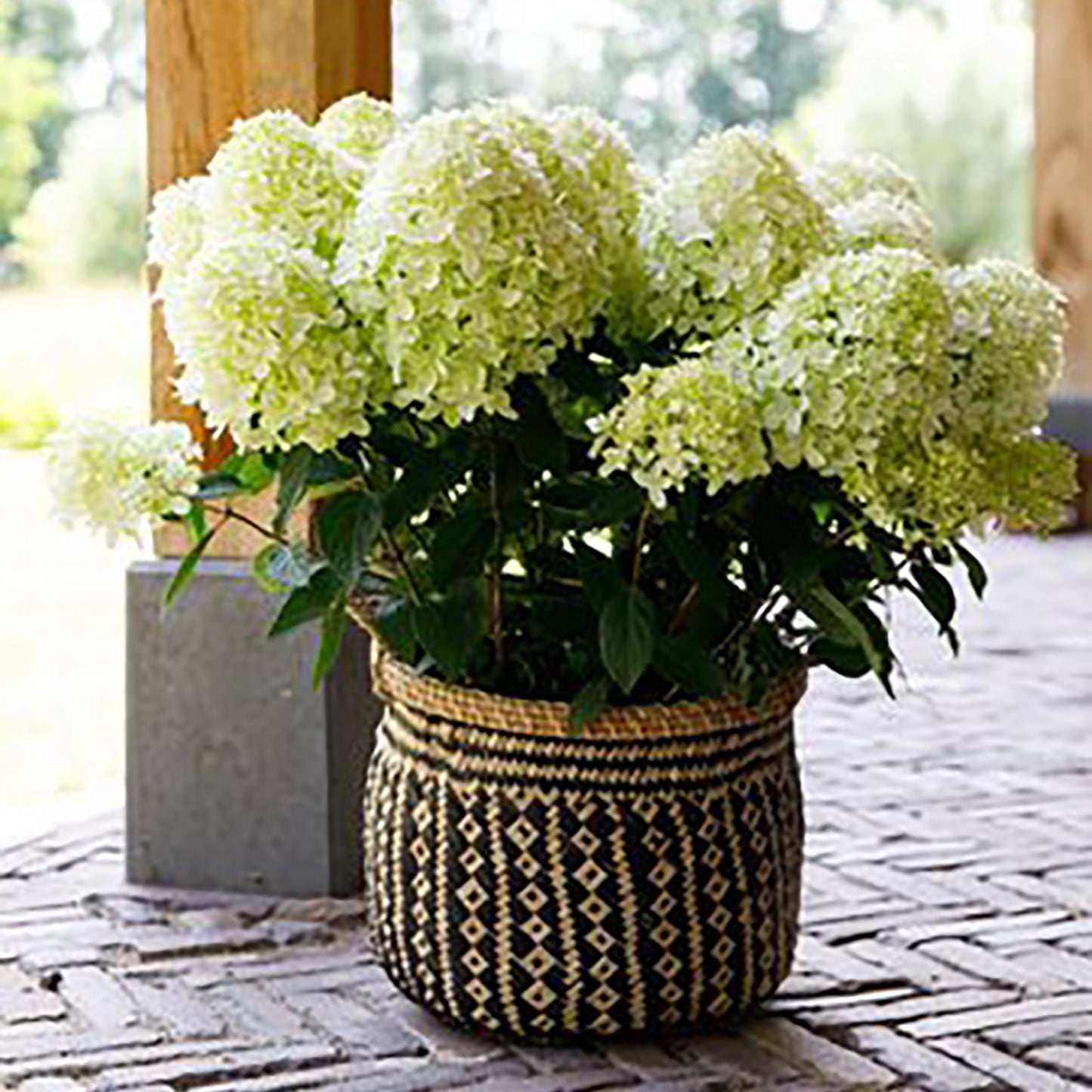 Fresh White Hydrangea