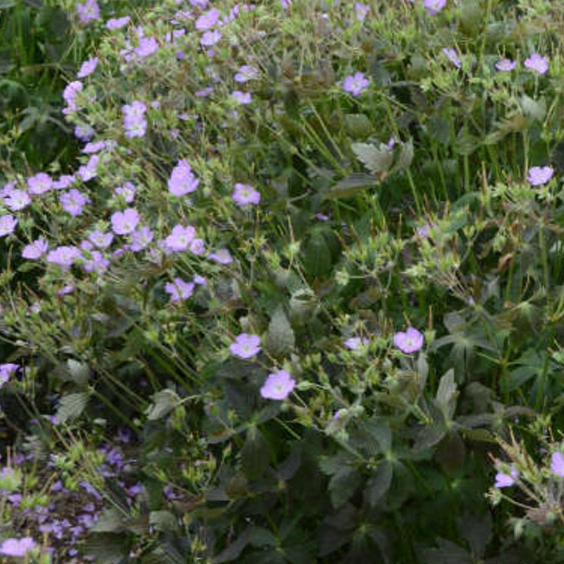 Crane Dance Cranesbill