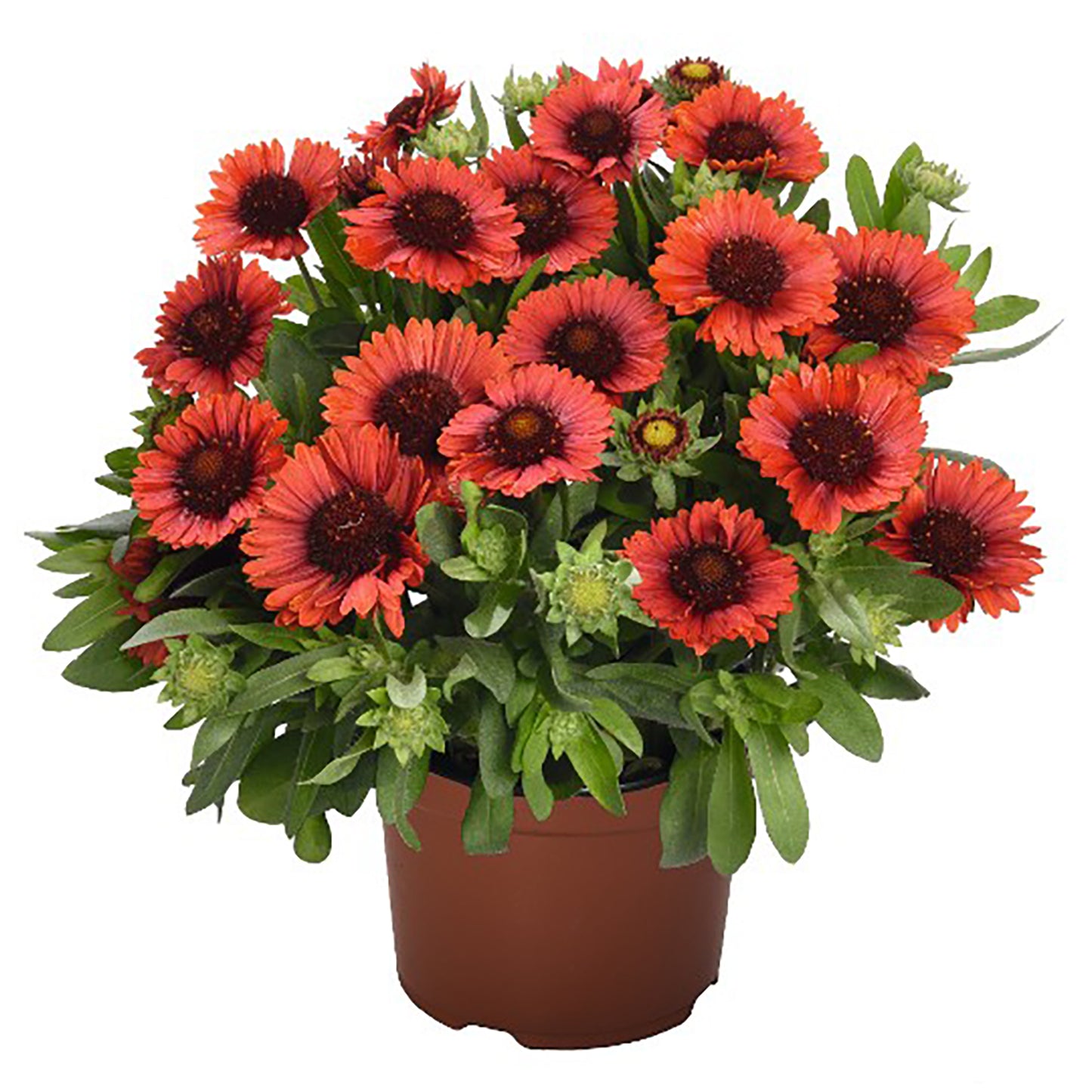 Red Sky Blanket Flower