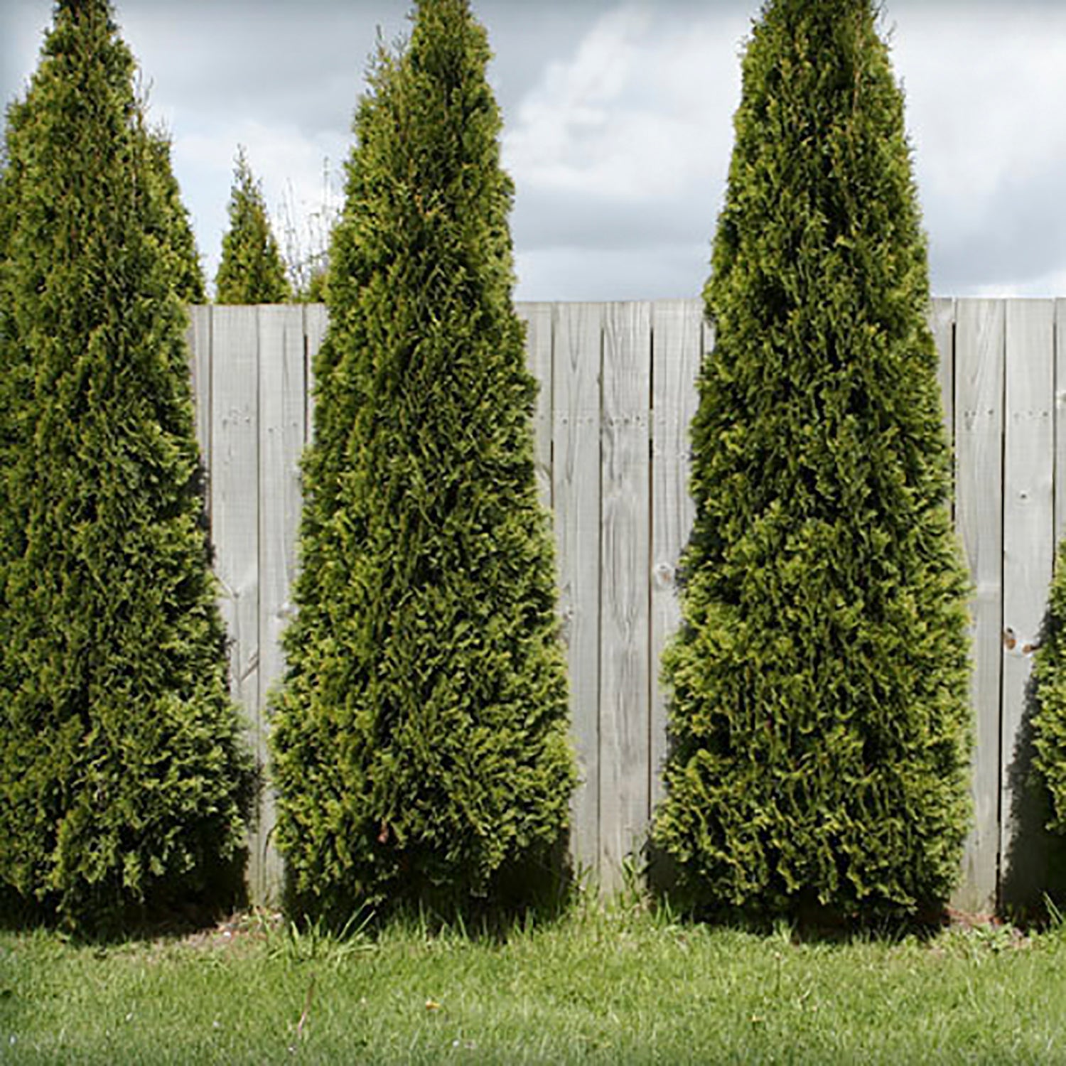 Skybound Cedar
