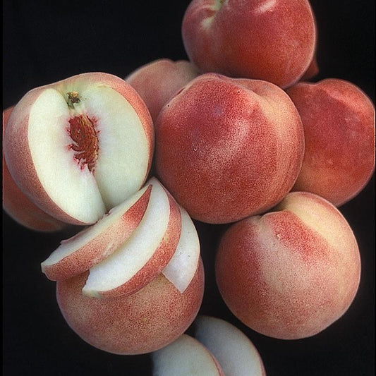 White Lady Peach Tree