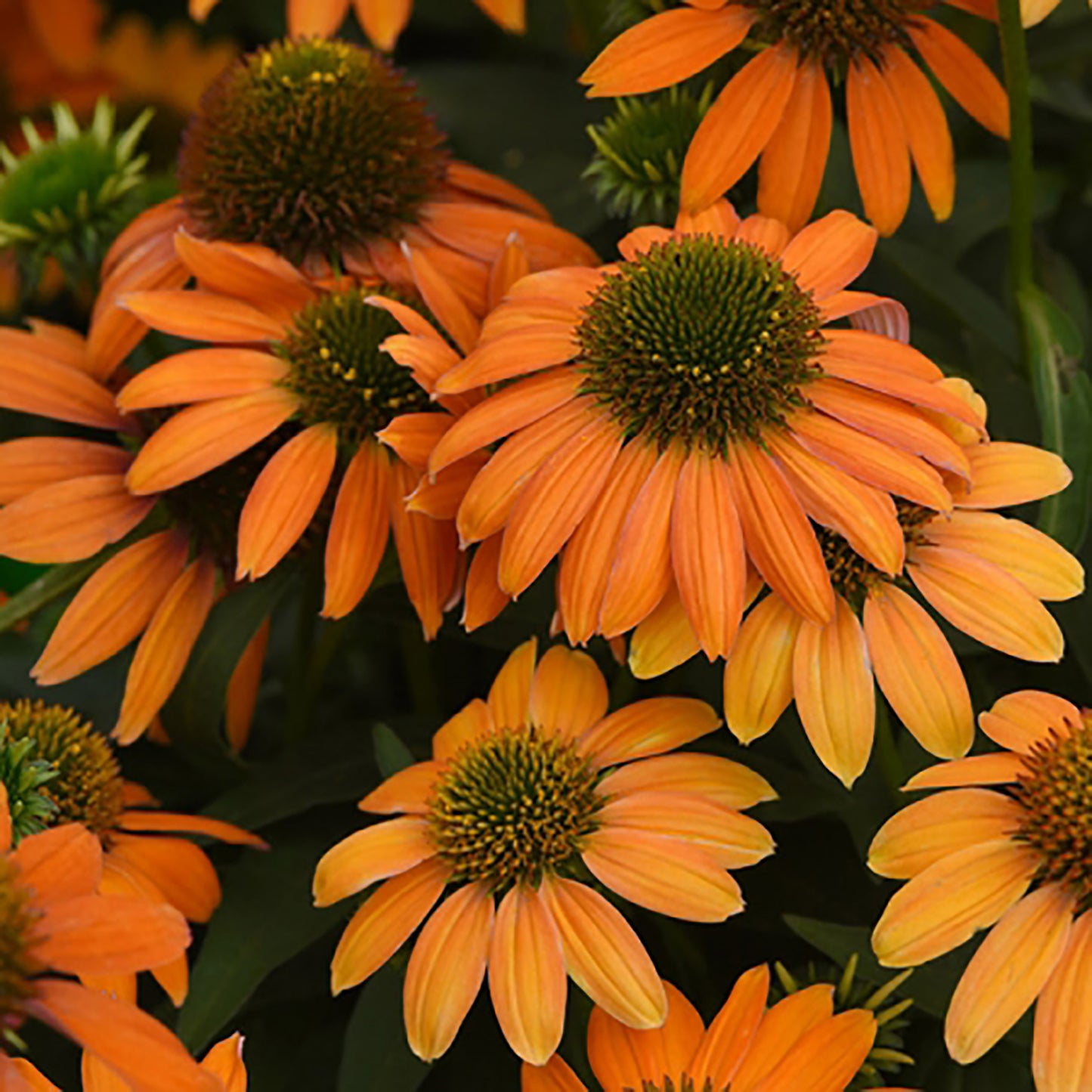 Soft Orange Coneflower