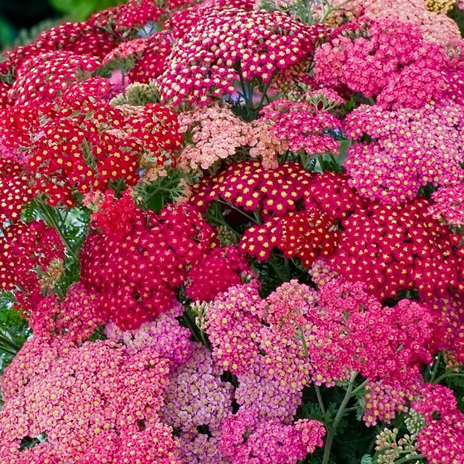 Summer Beries Yarrow