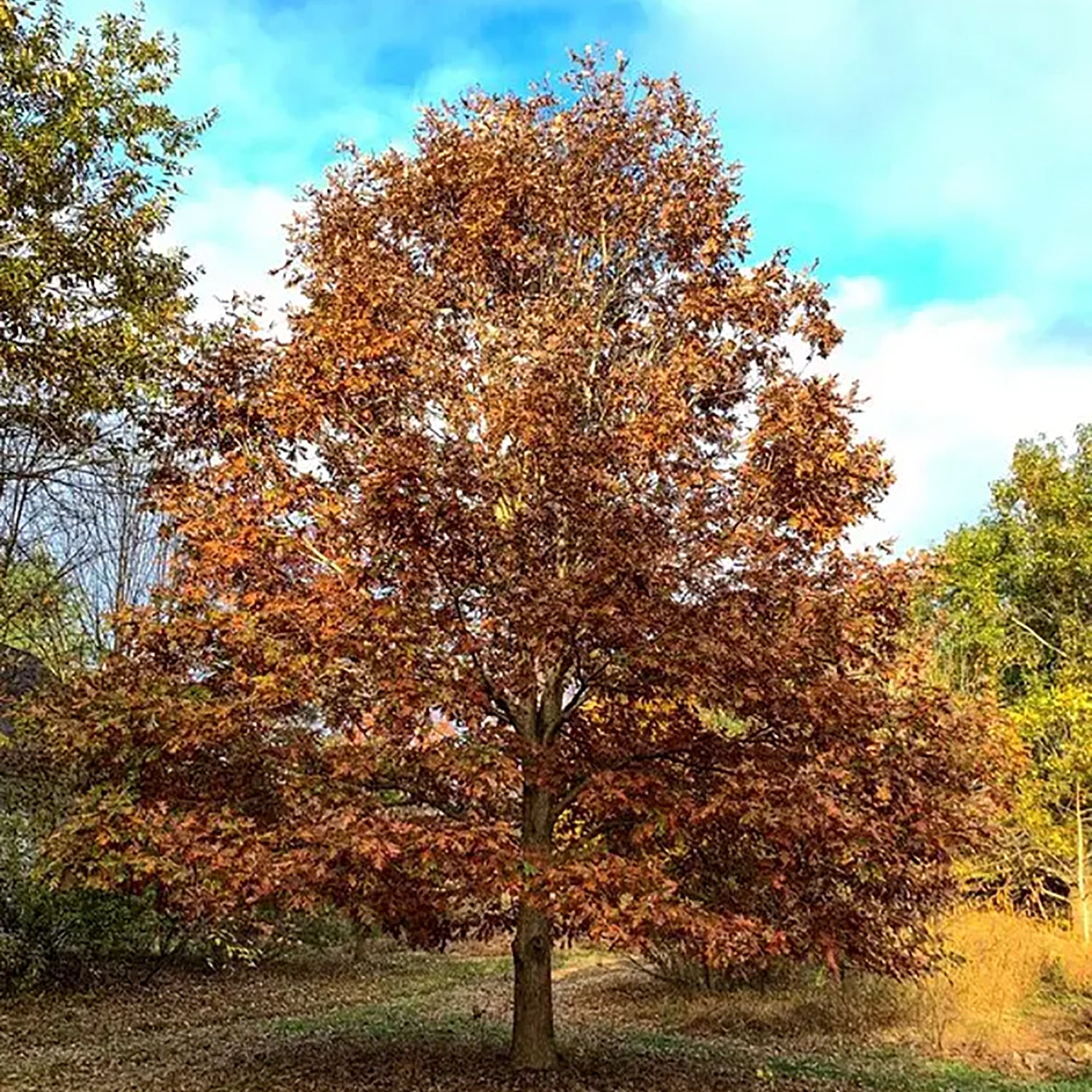 Pacific Brilliance™ Pin Oak