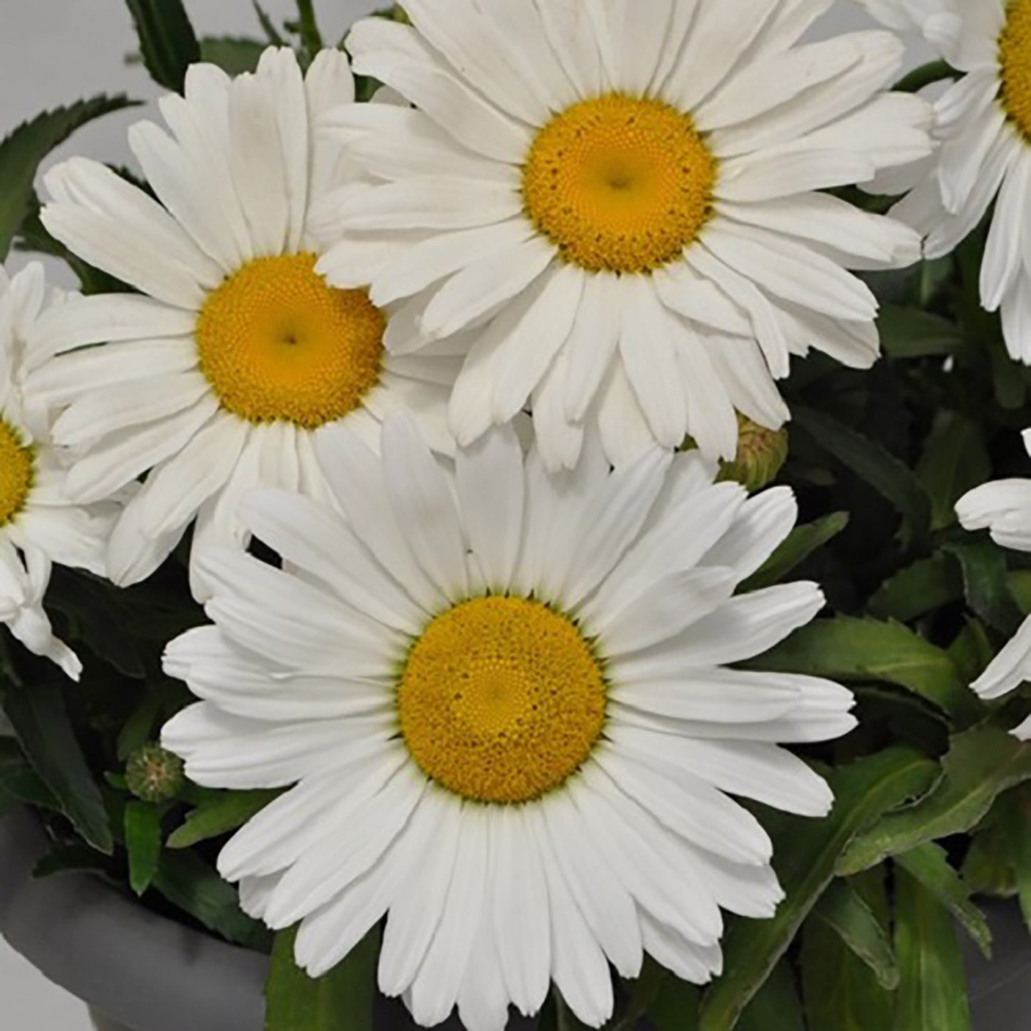 Betsy Shasta Daisy