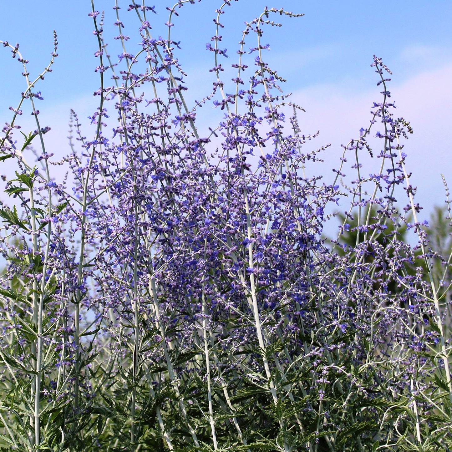 Crazy Blue Russian Sage
