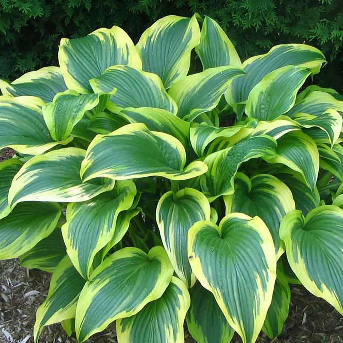 Aureo Marginata Plantain Lily
