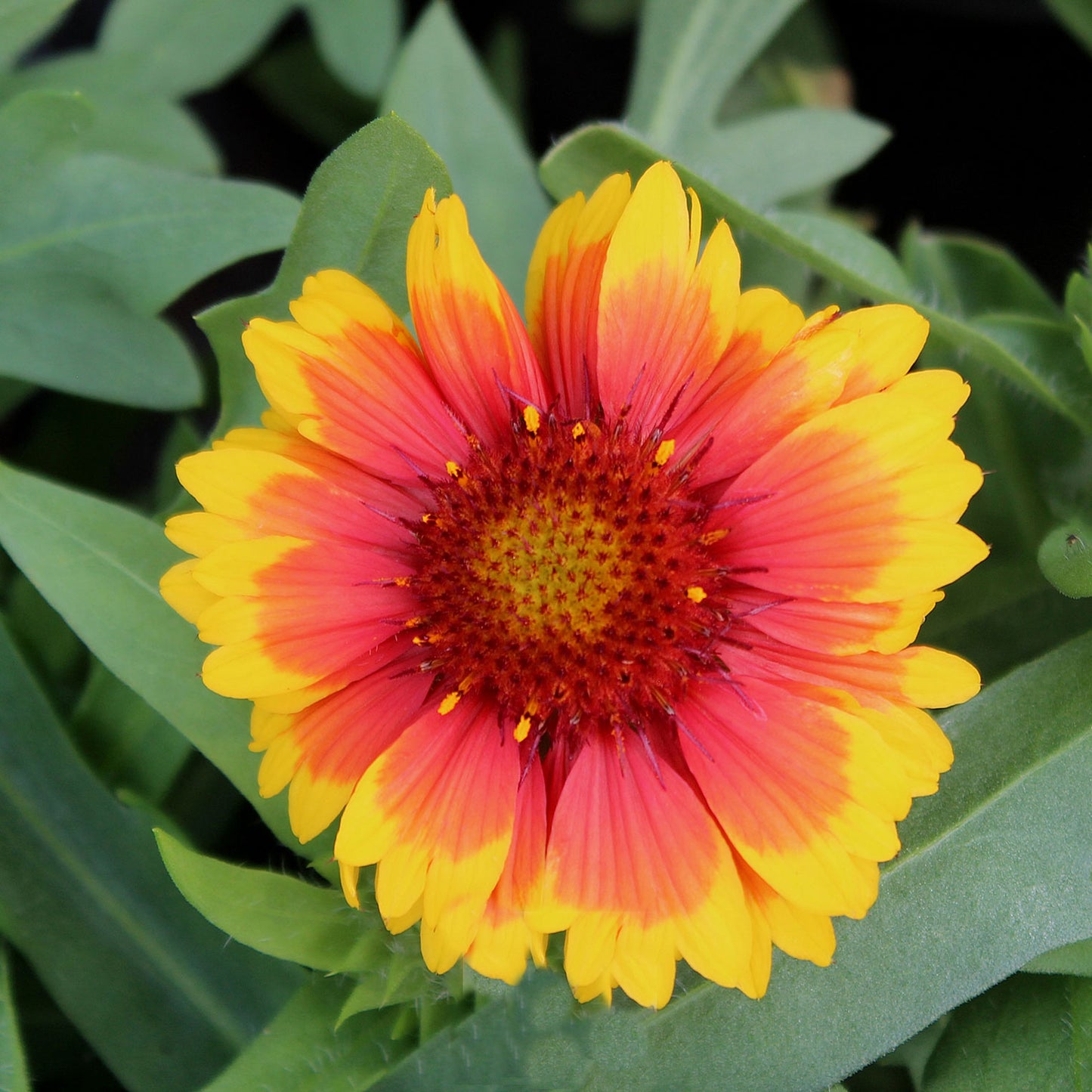 Mesa Bright Bi-color Blanket Flower