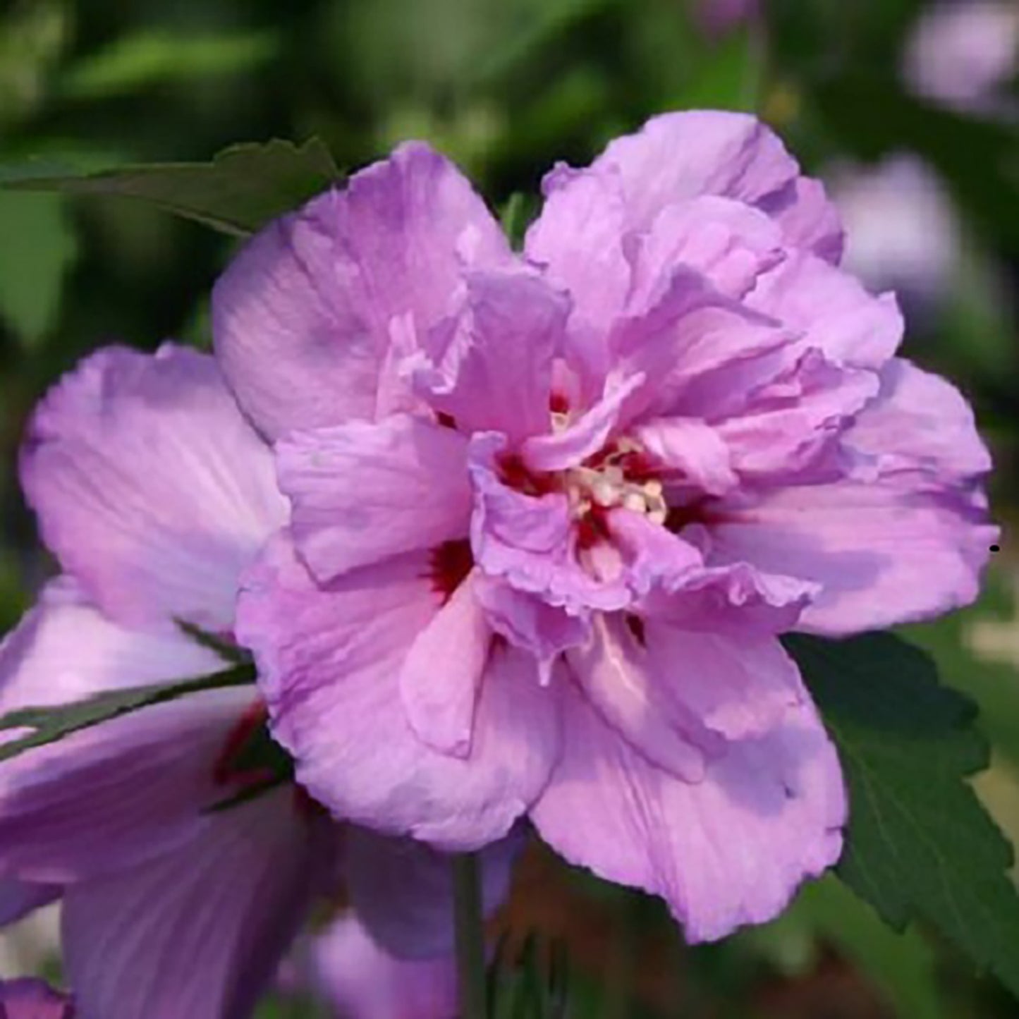 Ardens Rose of Sharon/Althea