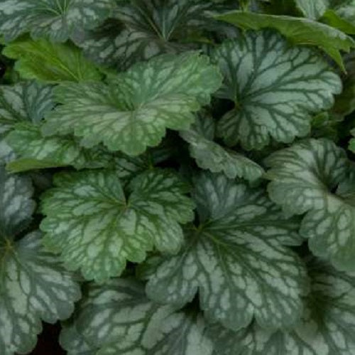Evergreen Forest Coral Bells